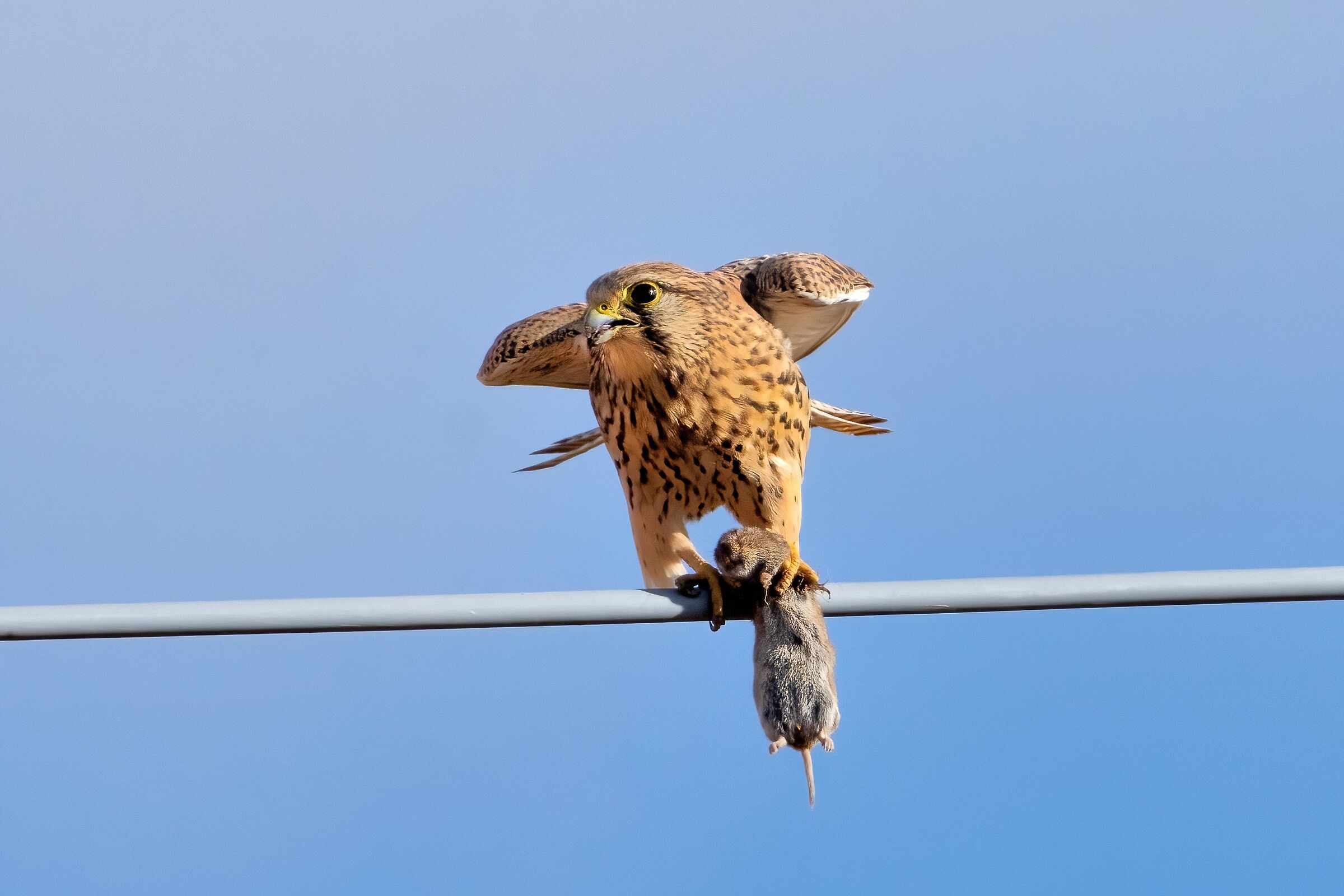 Gheppio con la preda appena catturata