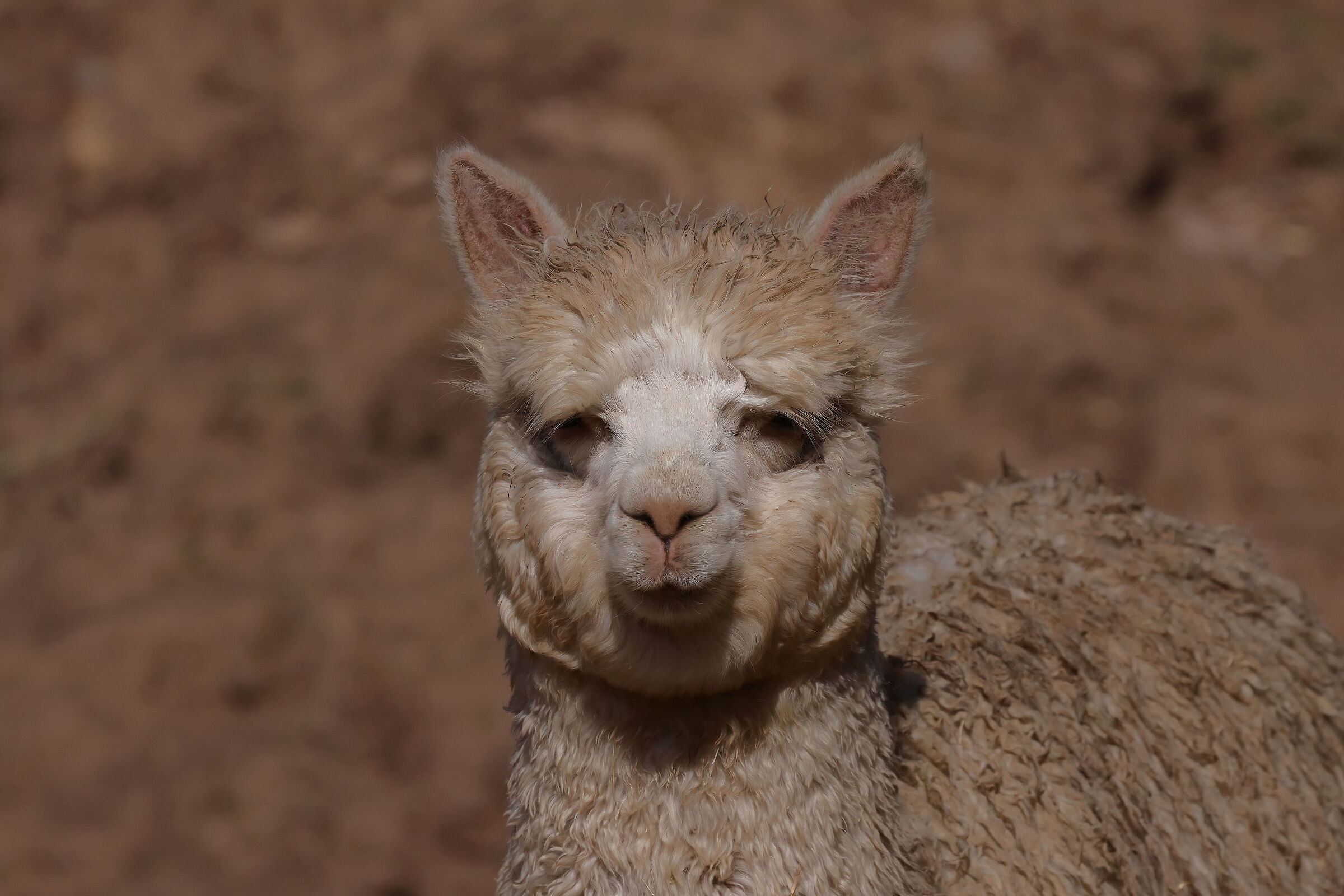Young Alpaca