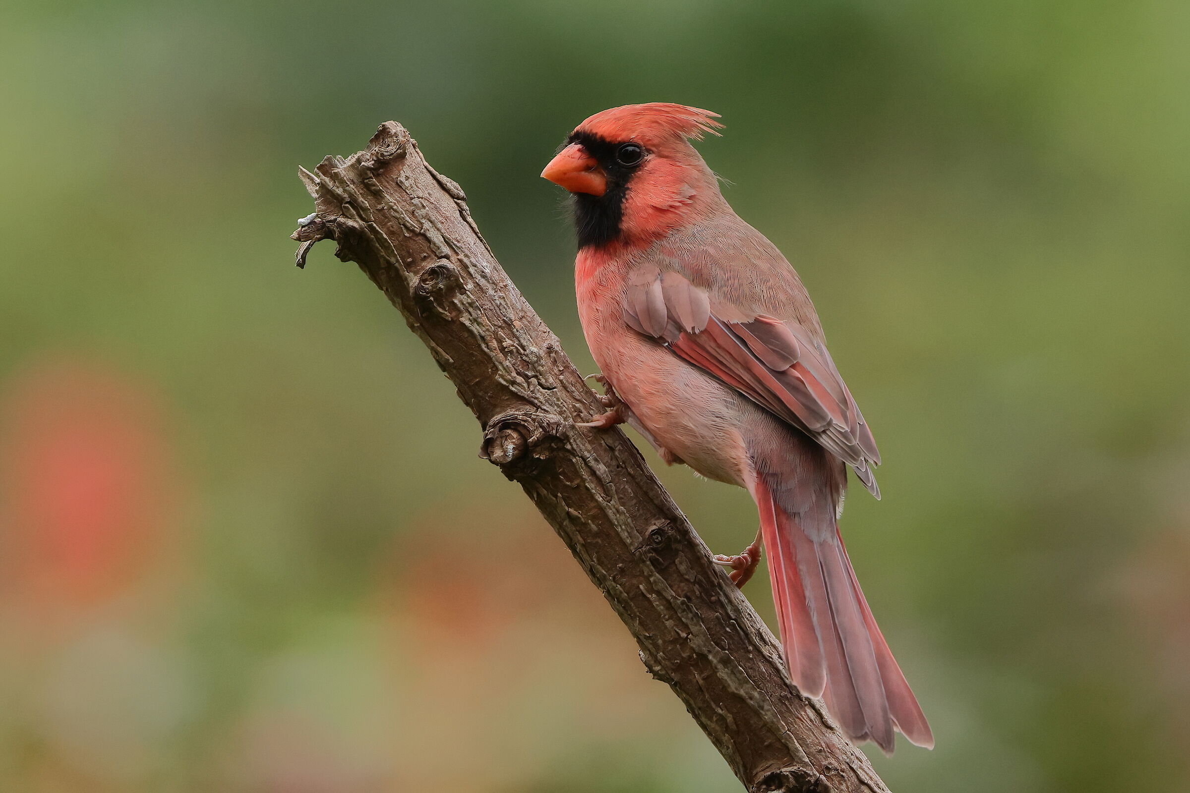 Northern Cardinal