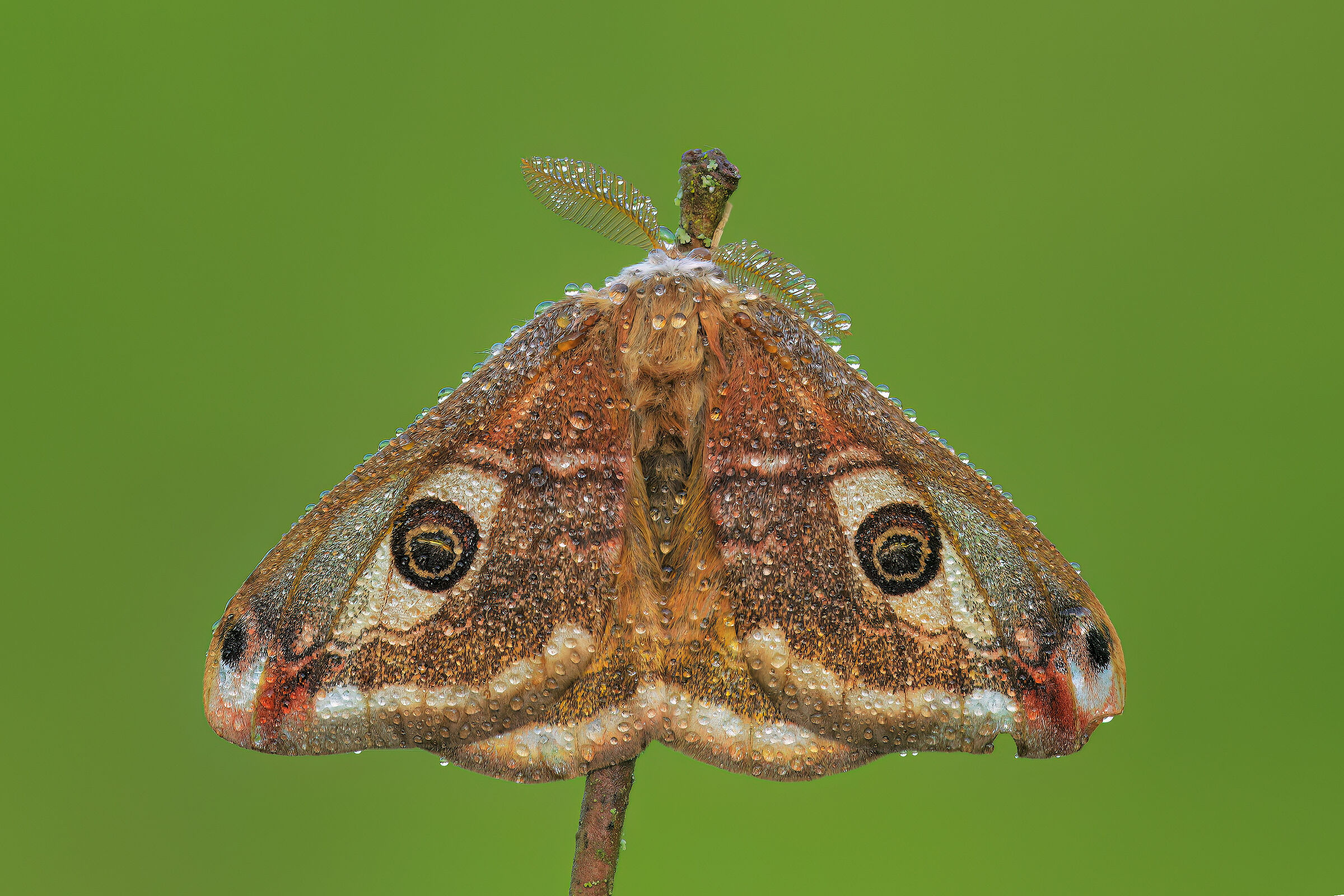 Saturnia pavioniella