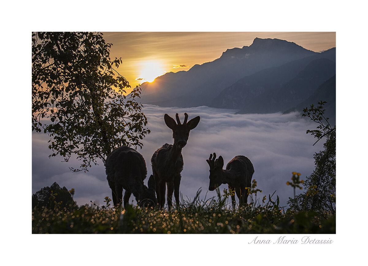 Capriolo Capreolus capreolus
