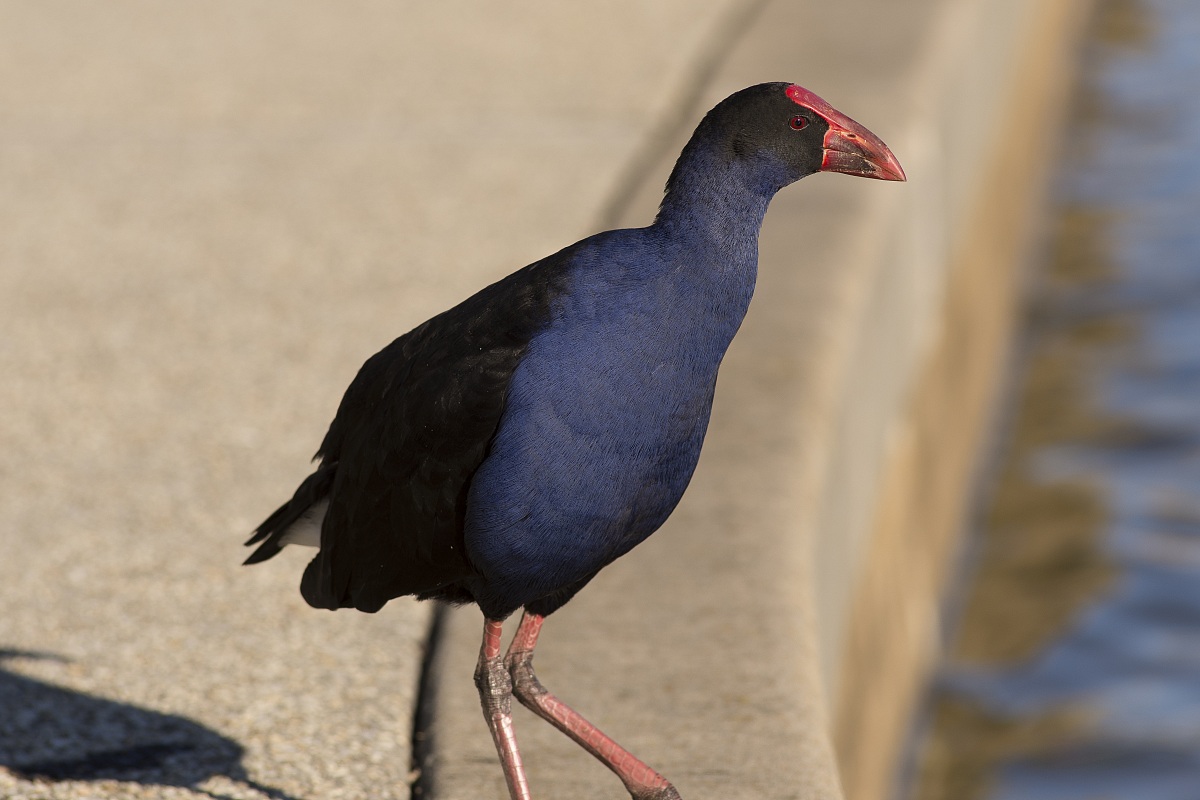 Pukeko