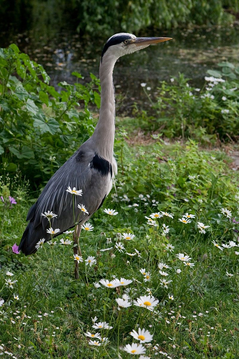 Heron