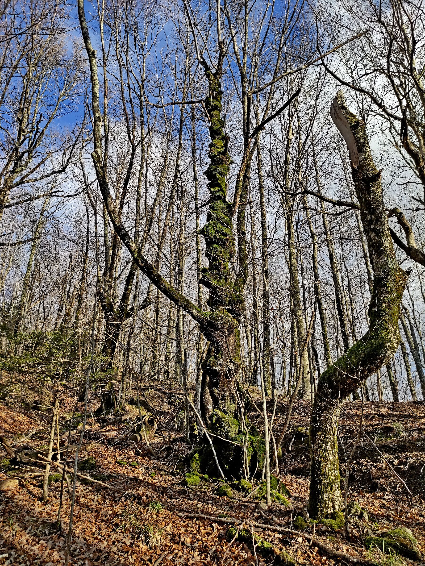 all the knots come to the tree....