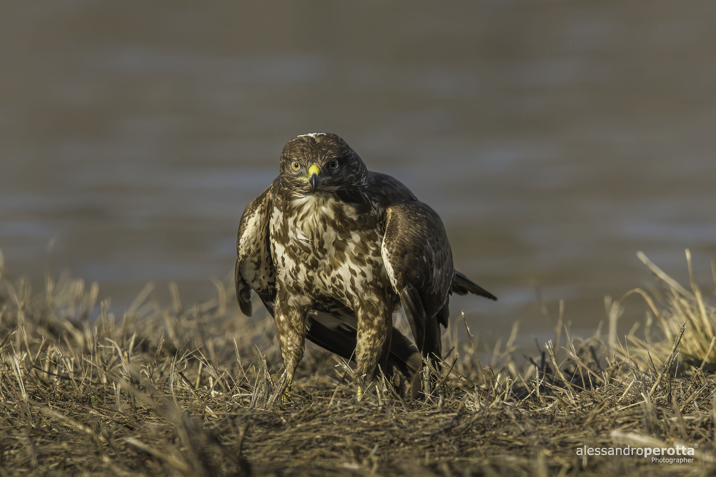 Buteo buteo
