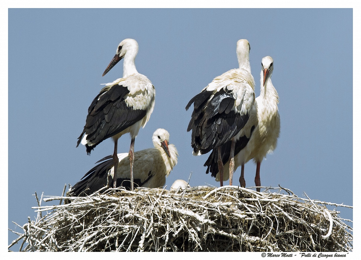 Pulli of White Stork