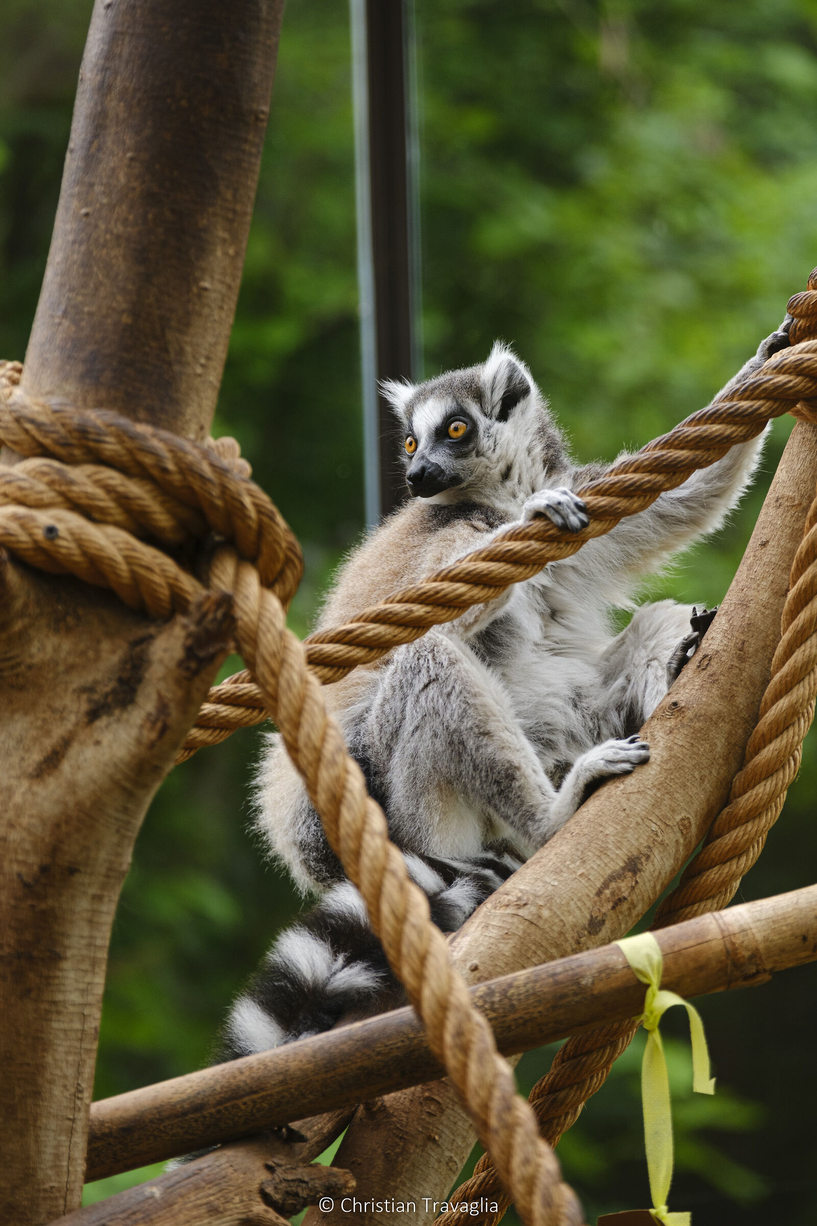 Catta Lemur - Parco Natura Viva 2024