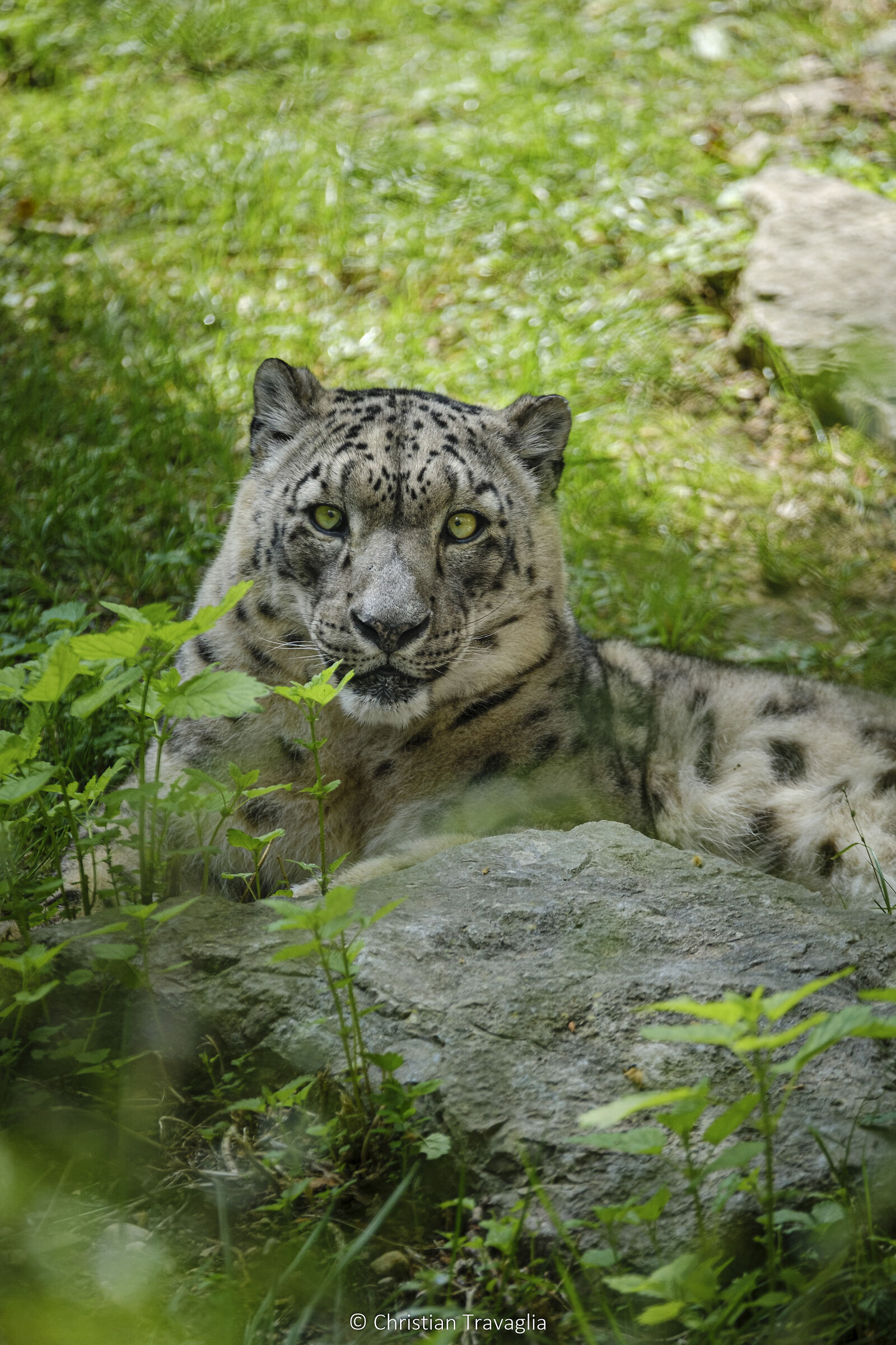 Leopardo delle Nevi - Parco Natura Viva 2024