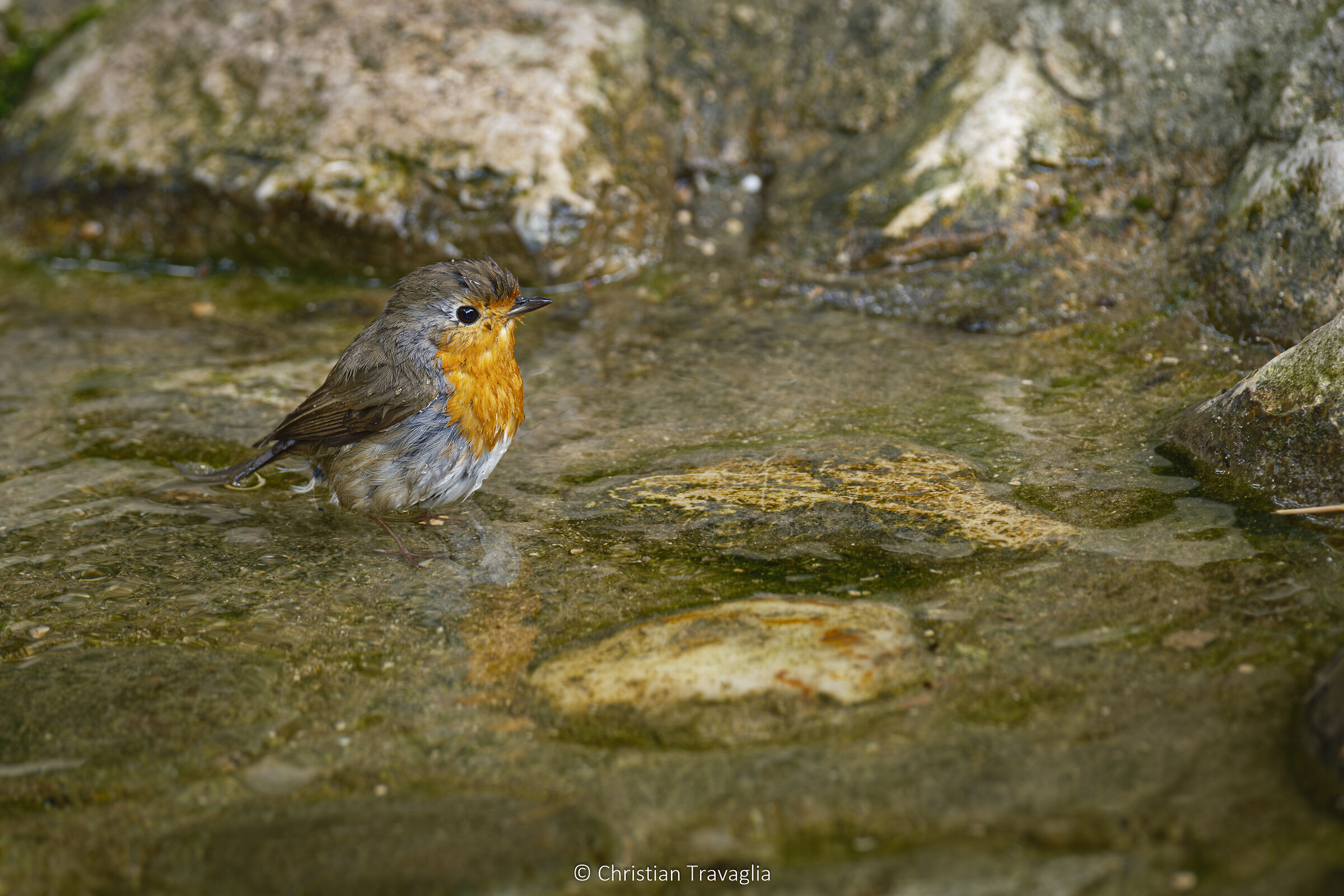 Pettirosso - Parco Natura Viva 2024