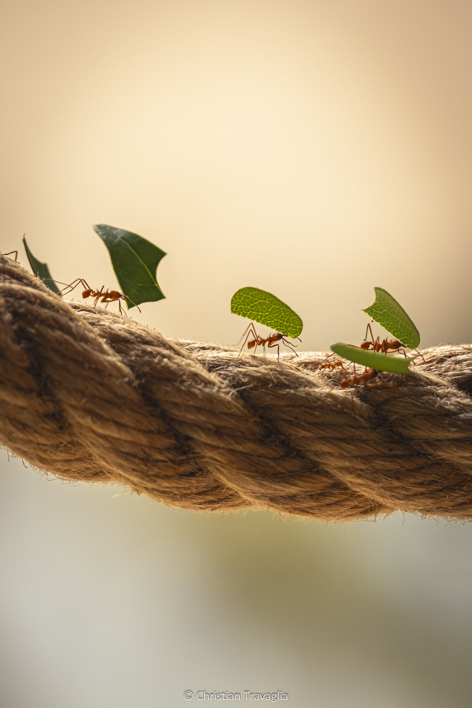 Leafcutter ants - Parco Natura Viva 2024