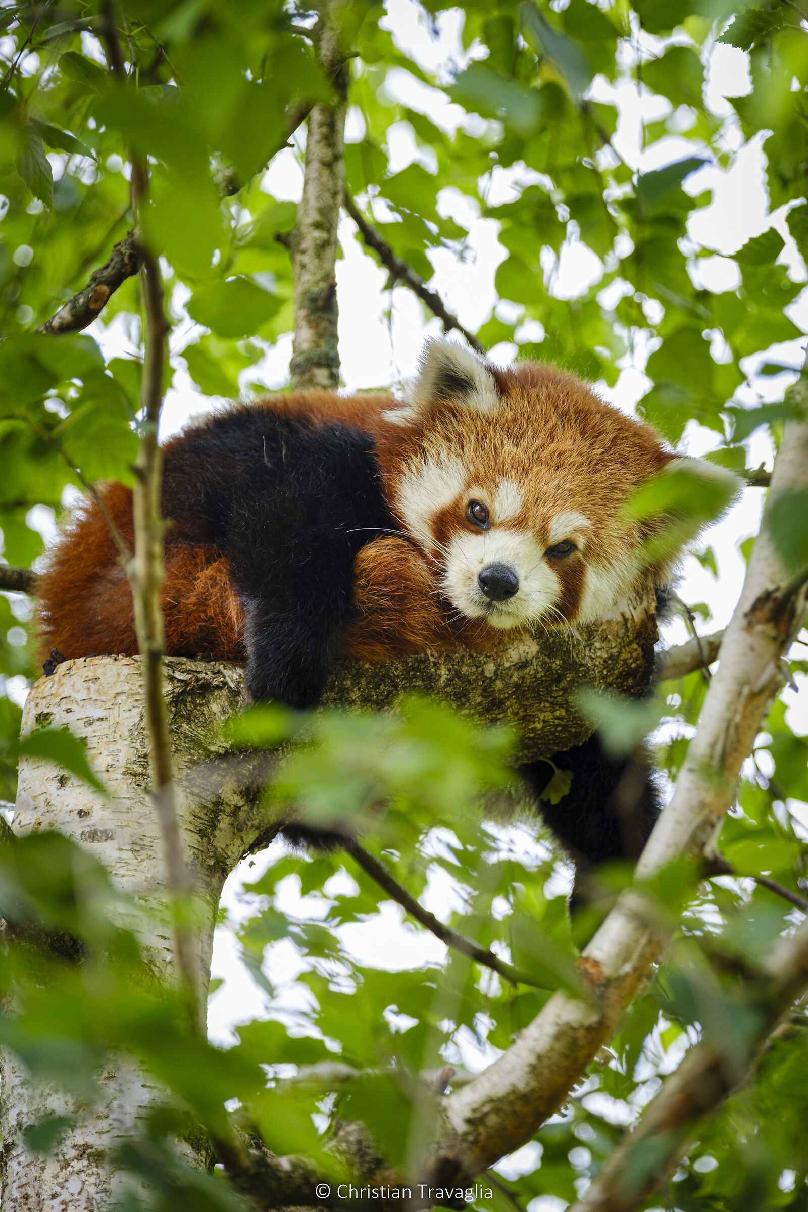 Panda Minore o Panda Rosso - Parco Natura Viva 2024