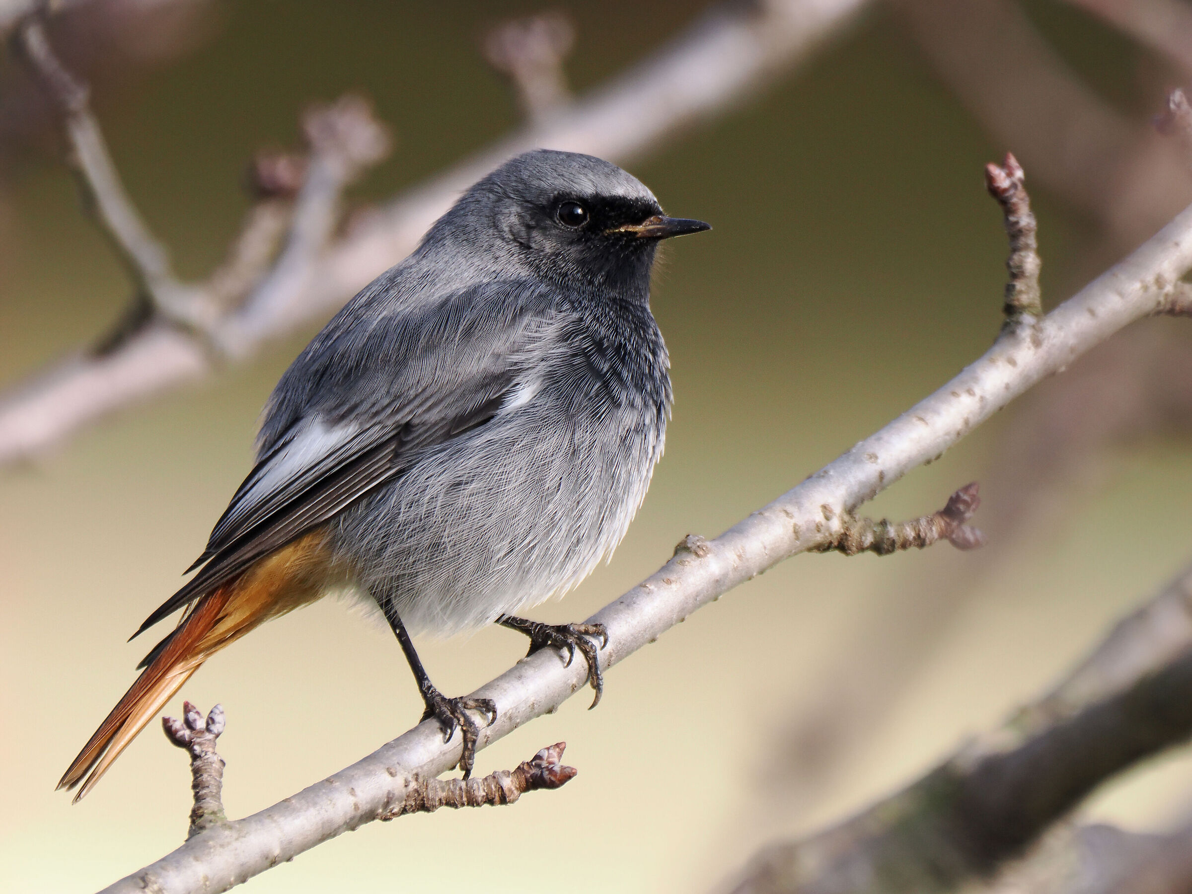 Male chimney sweep redstart