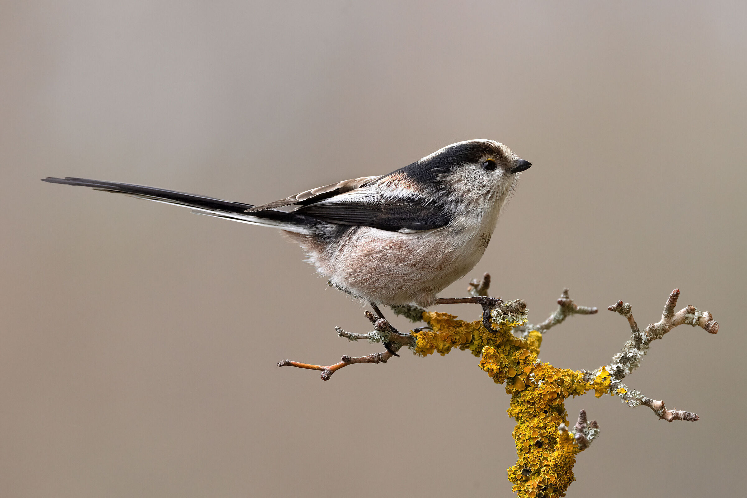 Long-tailed