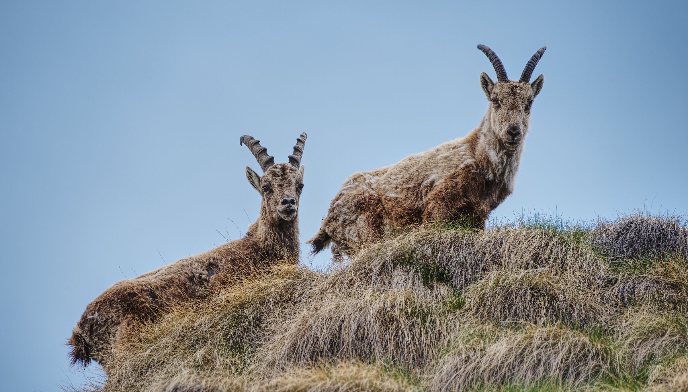 Ibex