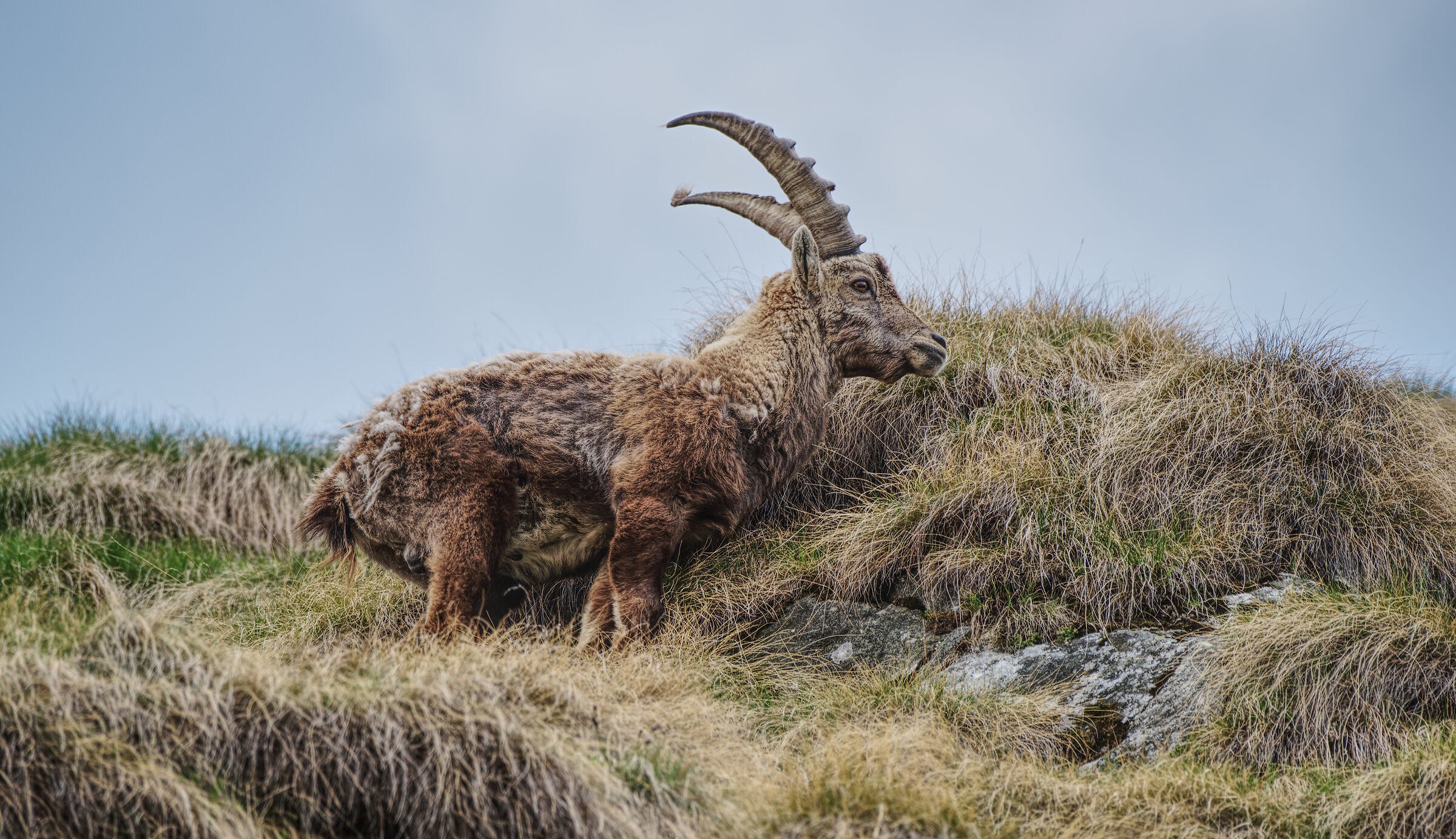 ibex