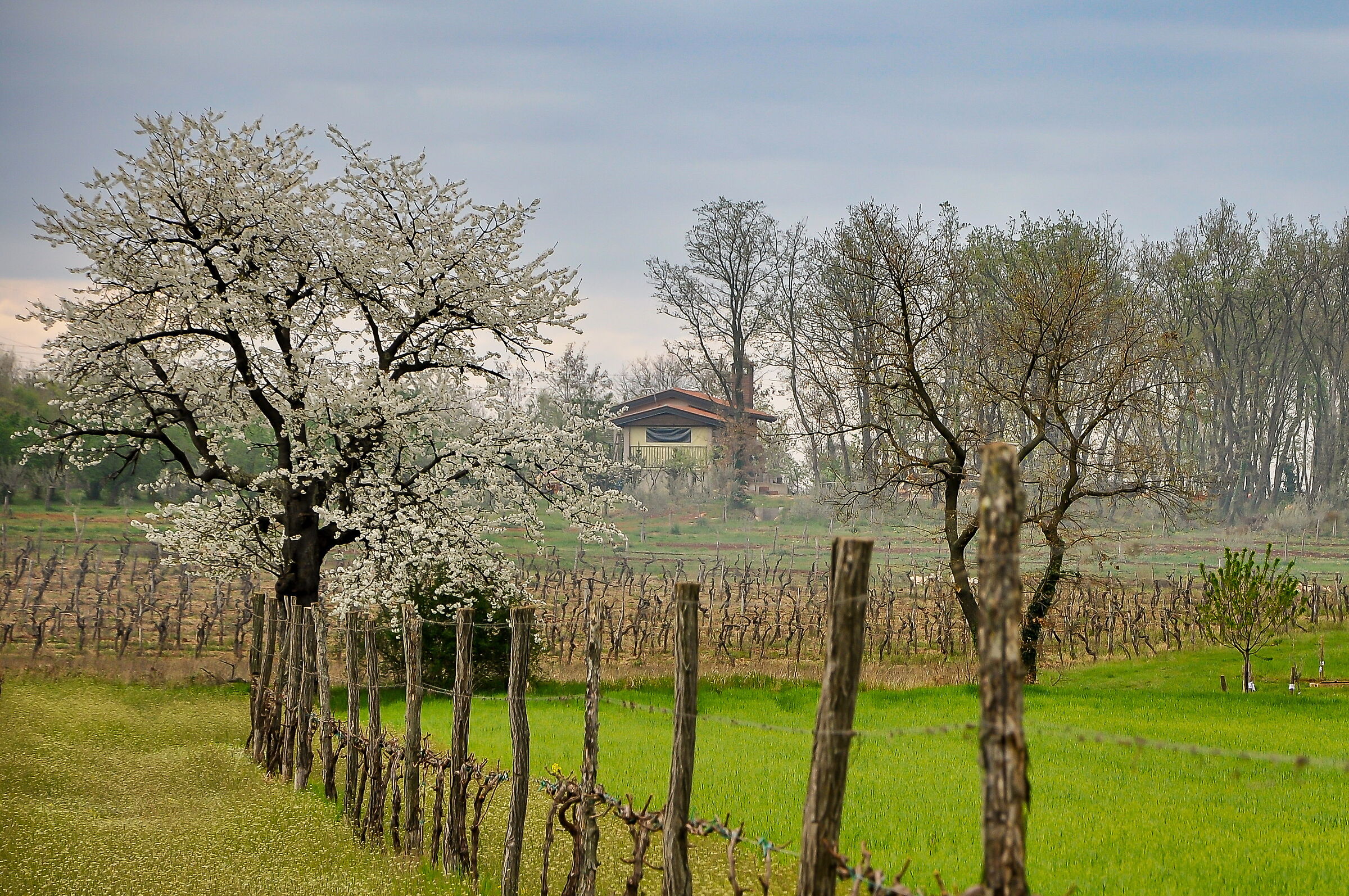 Timid early spring
