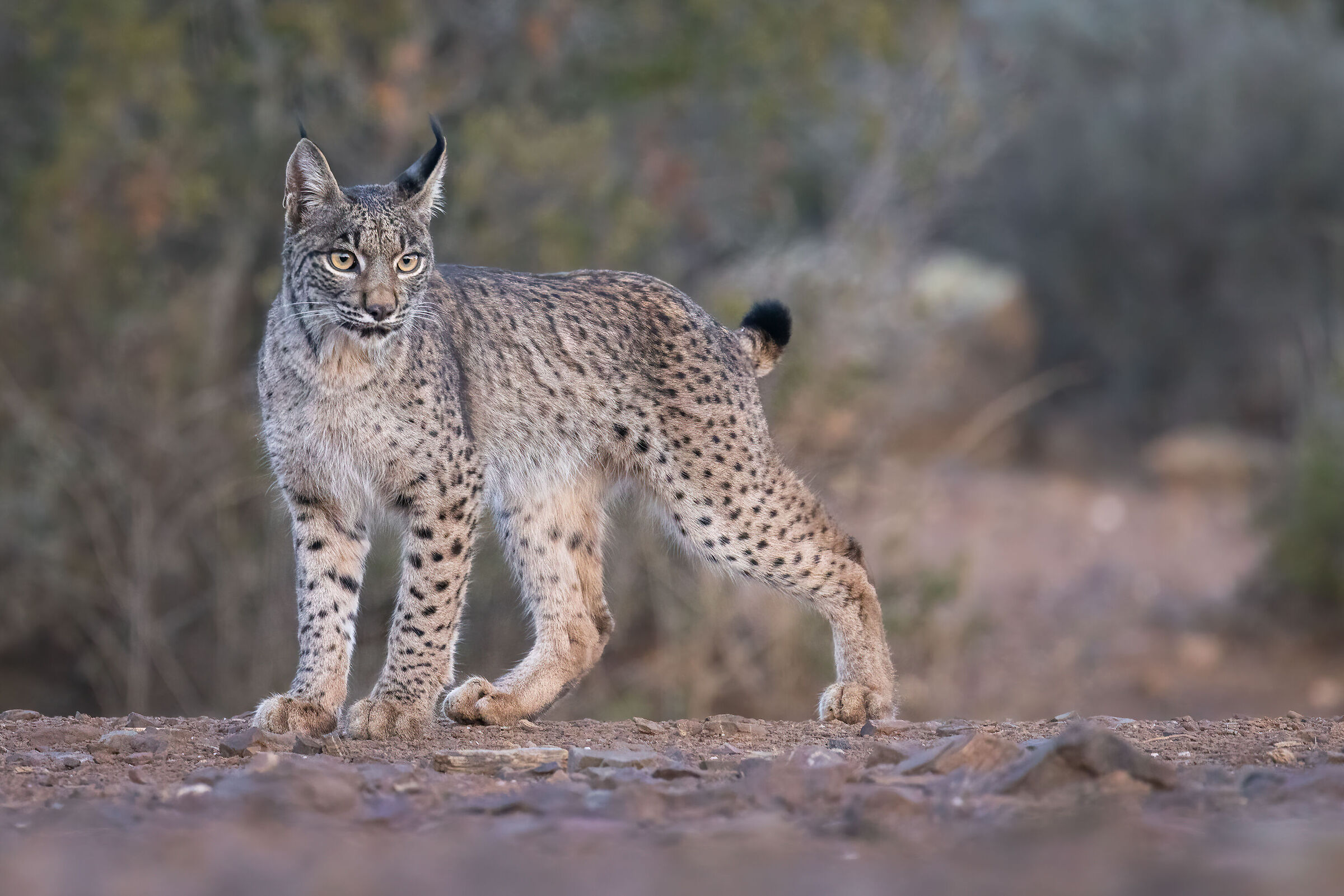 Iberian Lynx