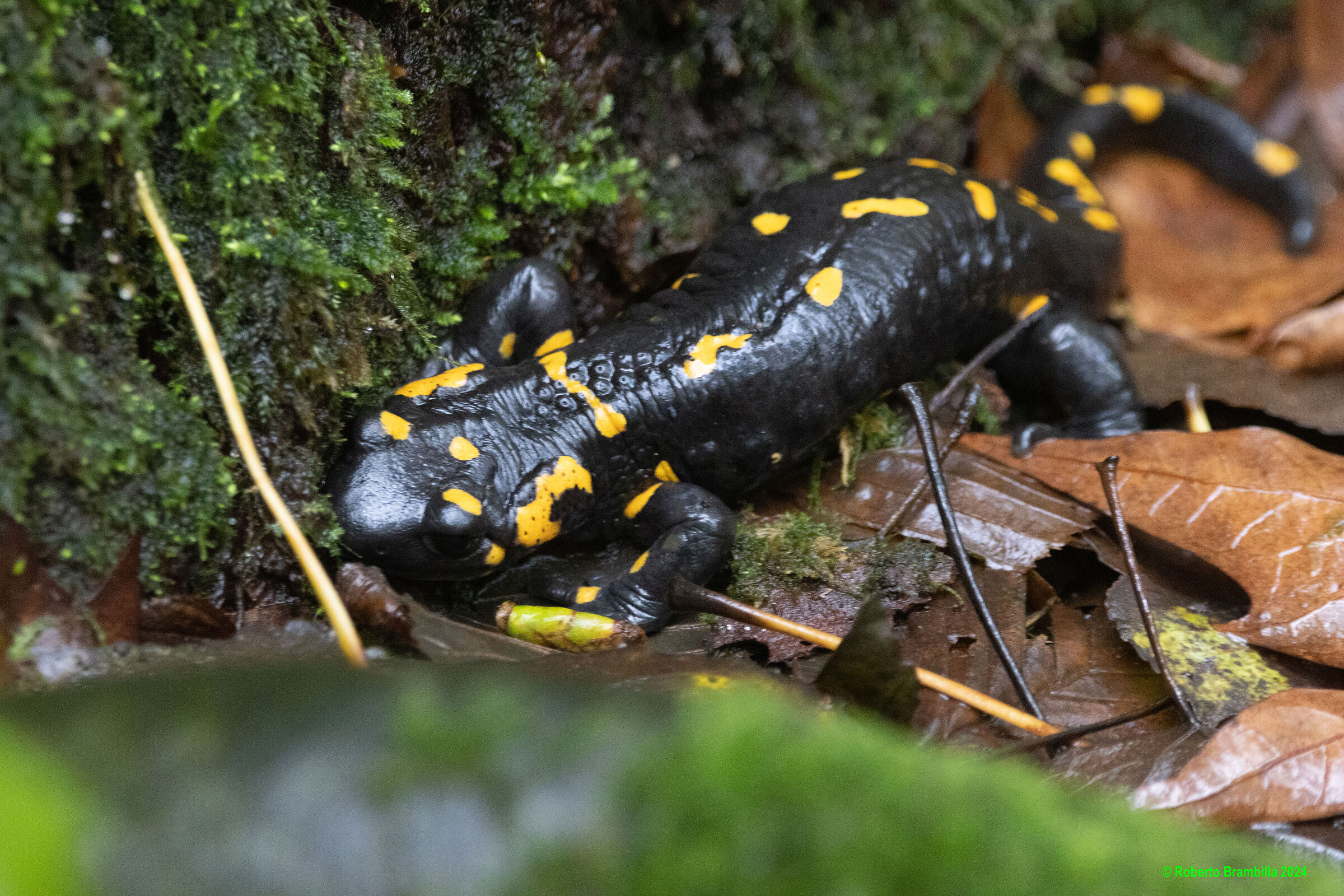 Salamander