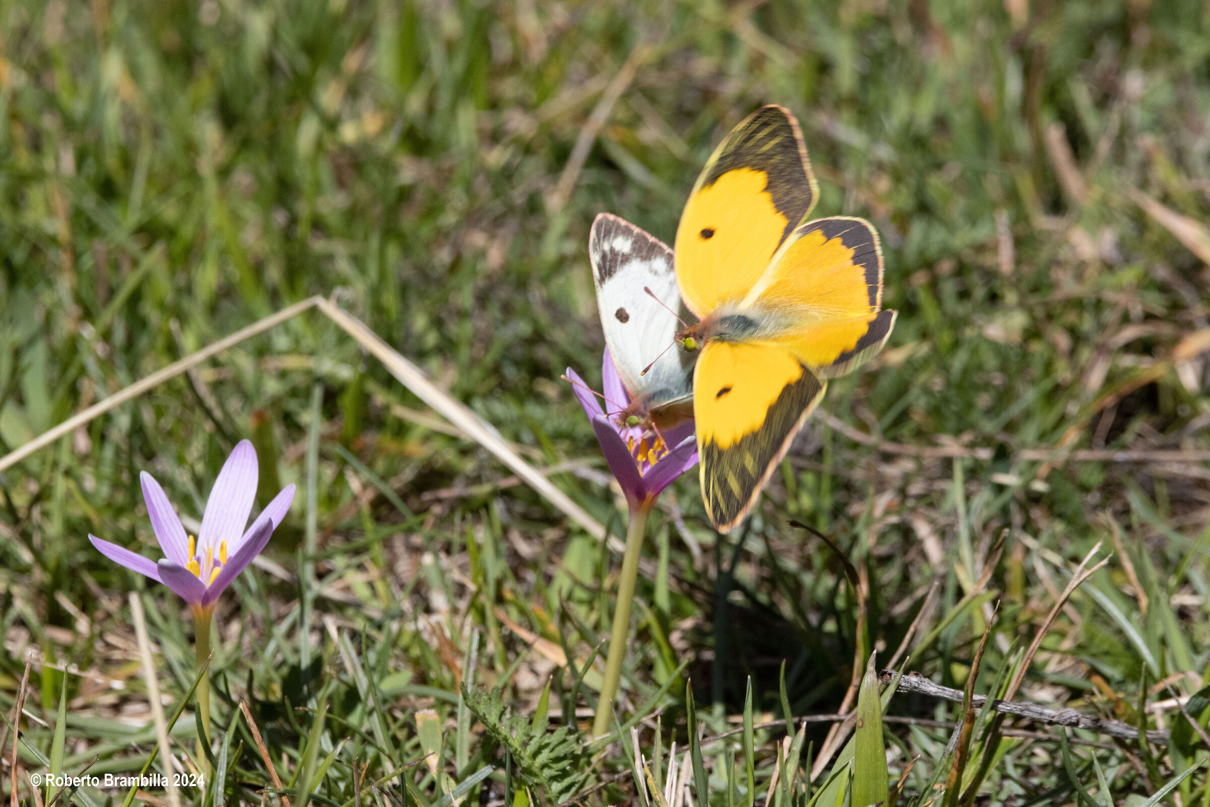 Butterflies