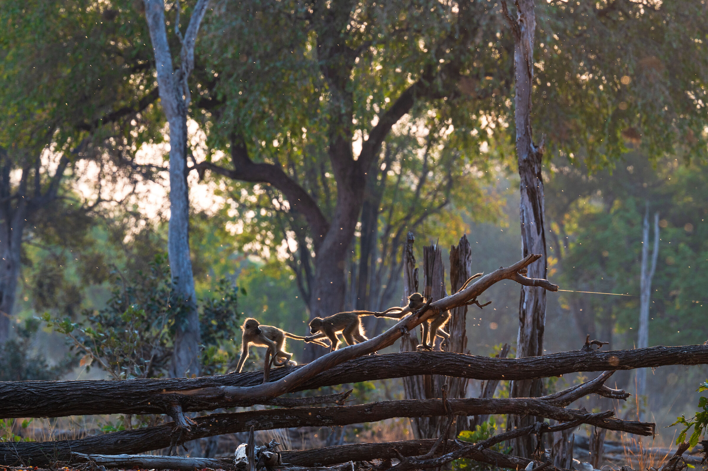 South Luangwa #5