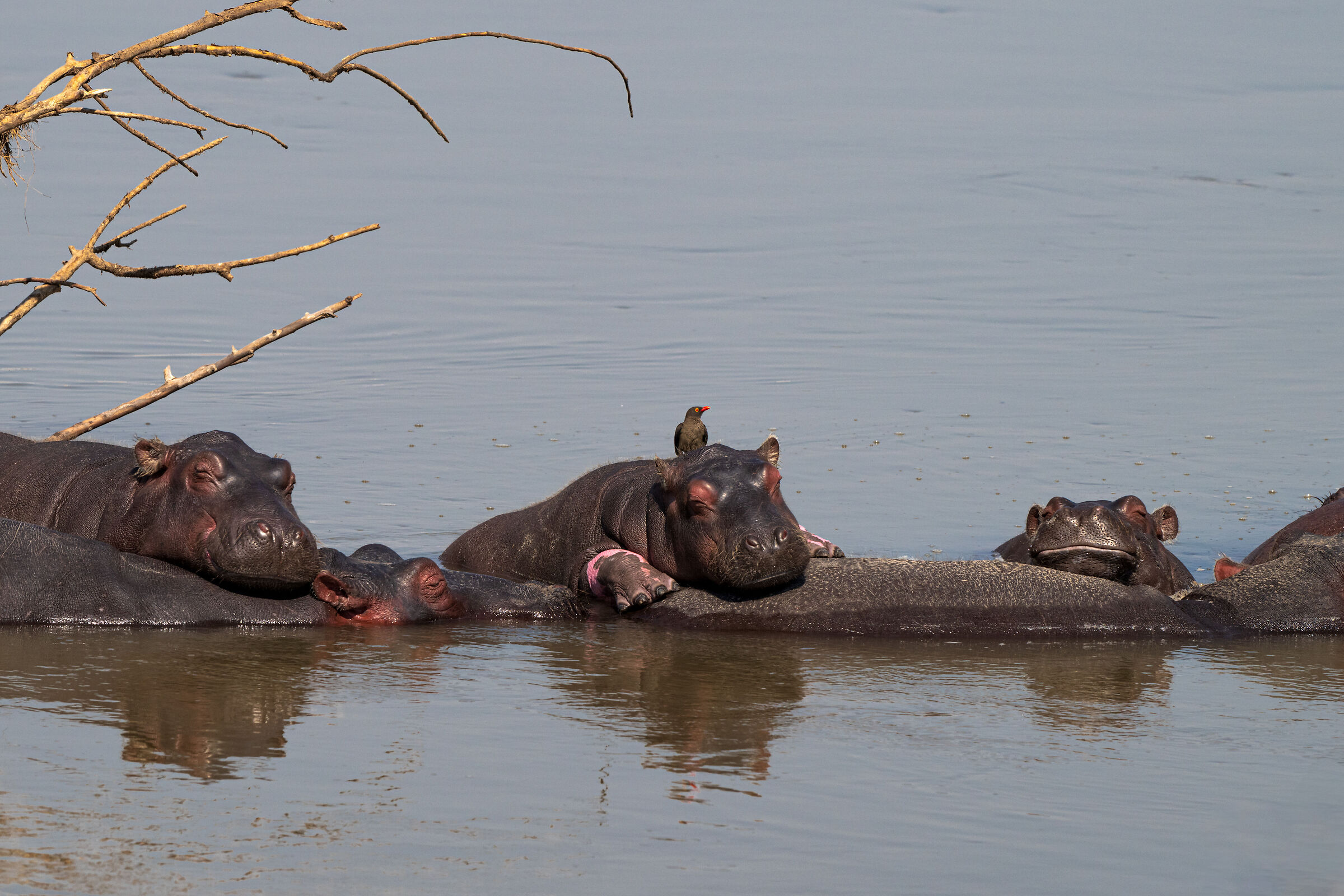 South Luangwa #4