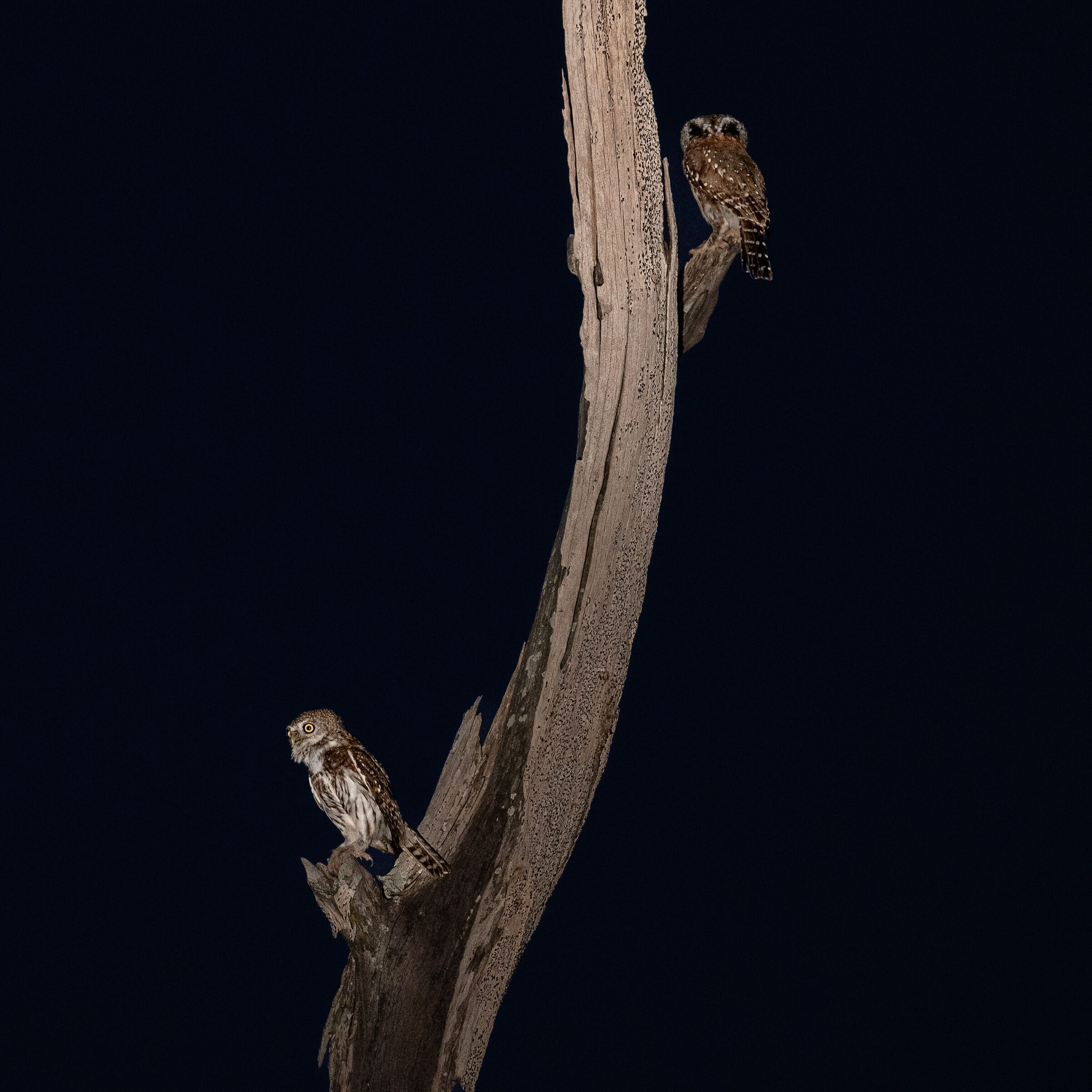 South Luangwa #3