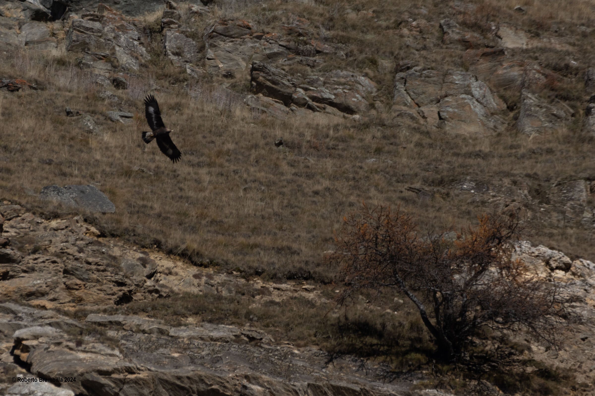 Eagle