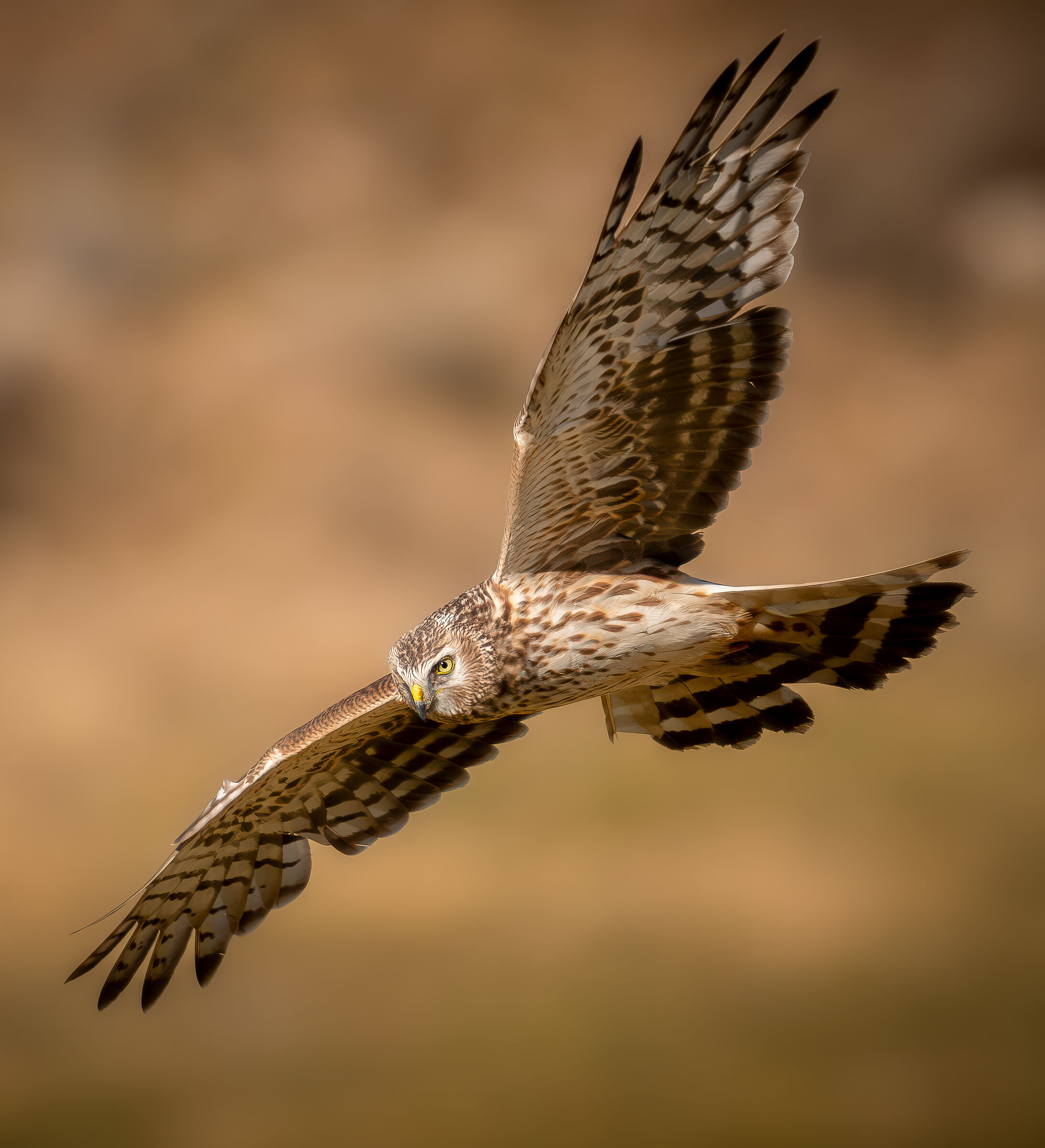 Hen Harrier female