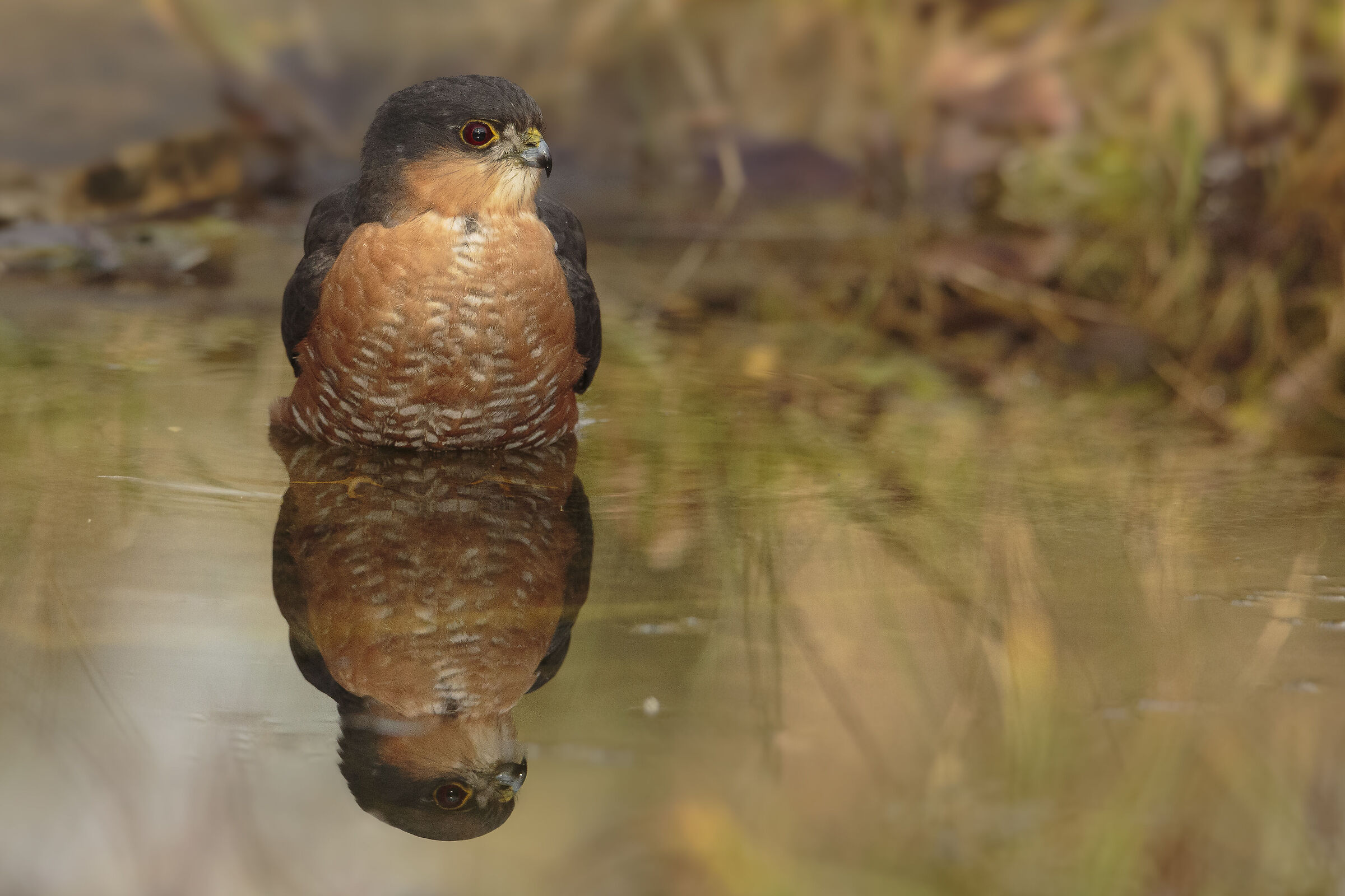 Reflections