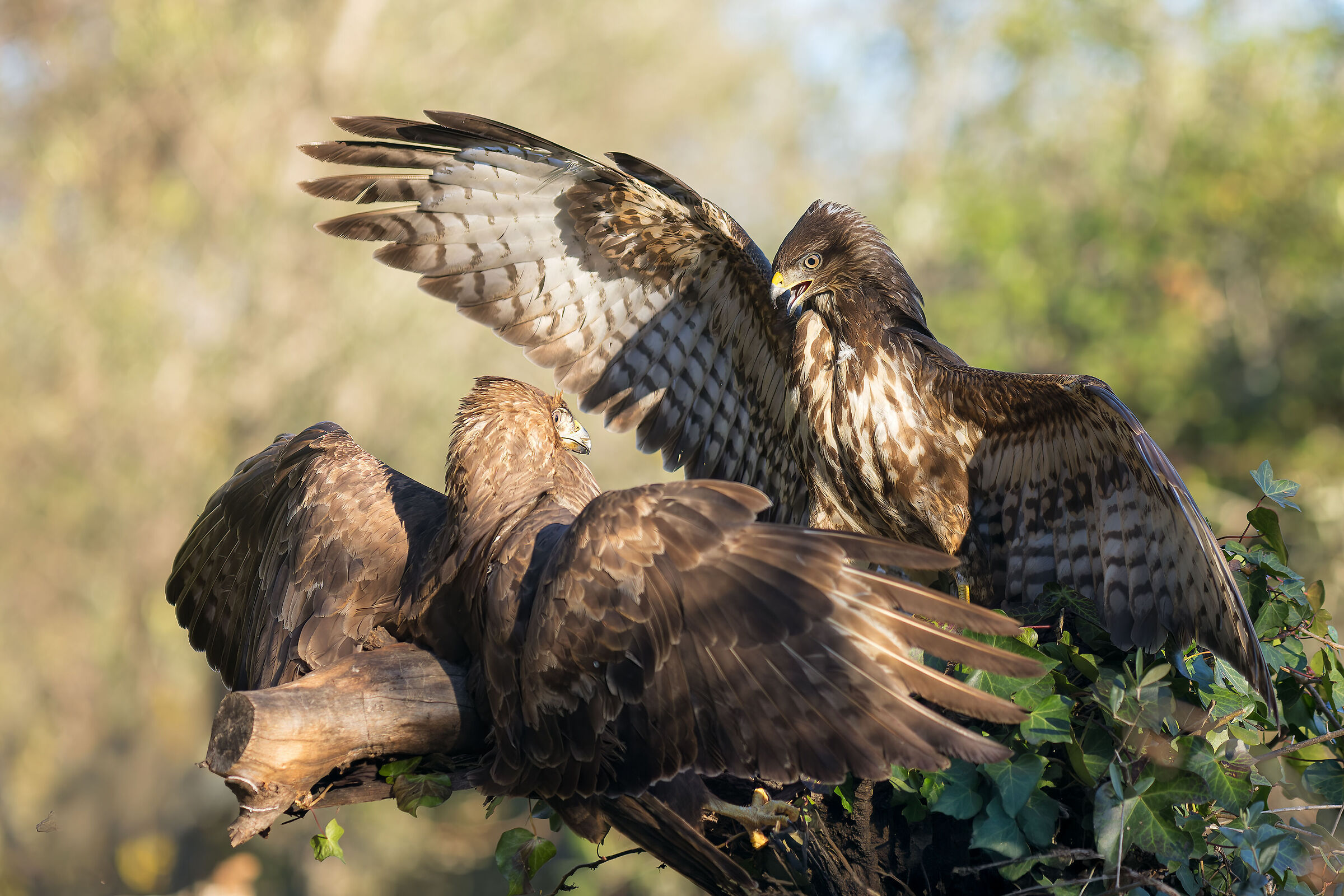 The submission of buzzards