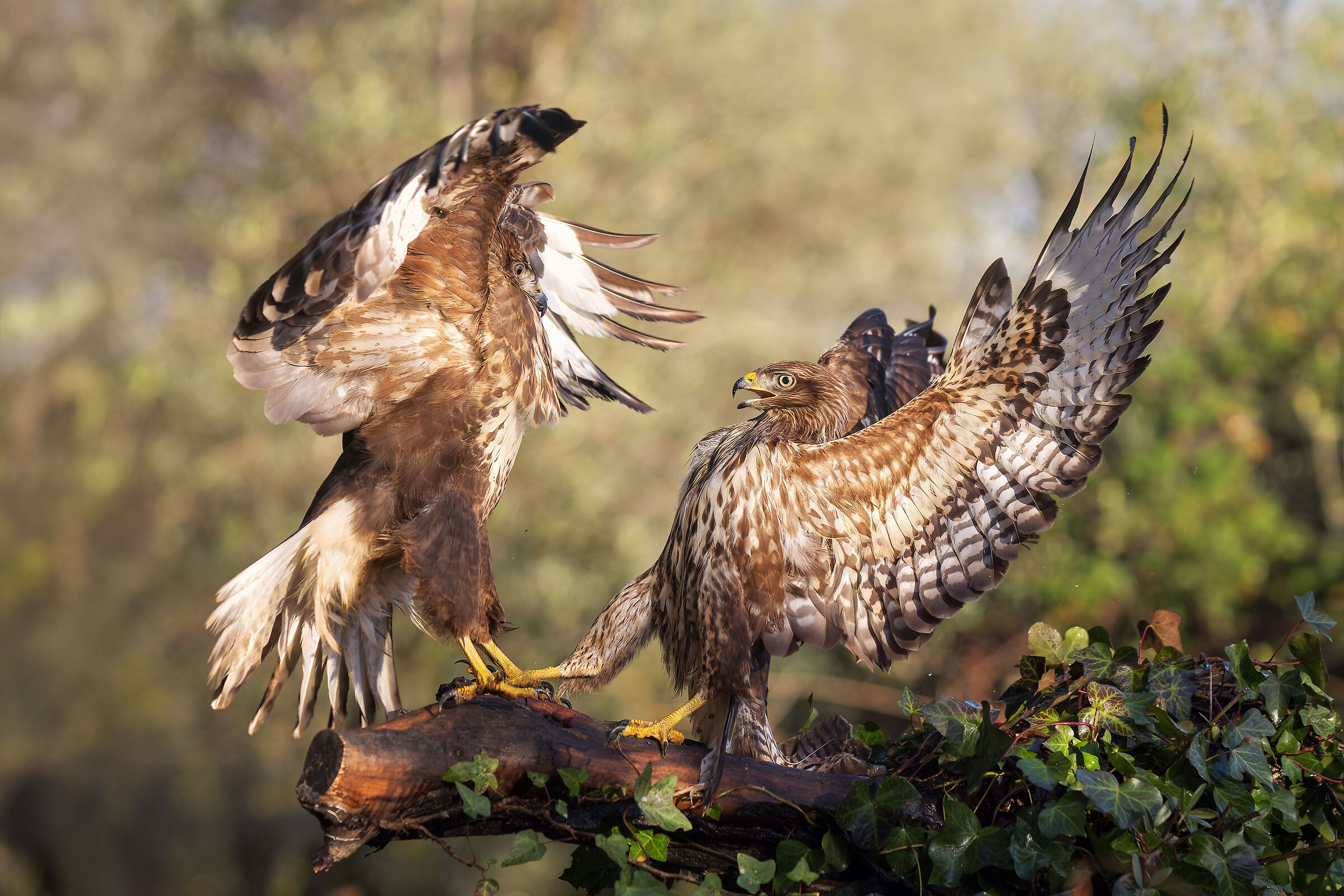 Buzzards born to fight