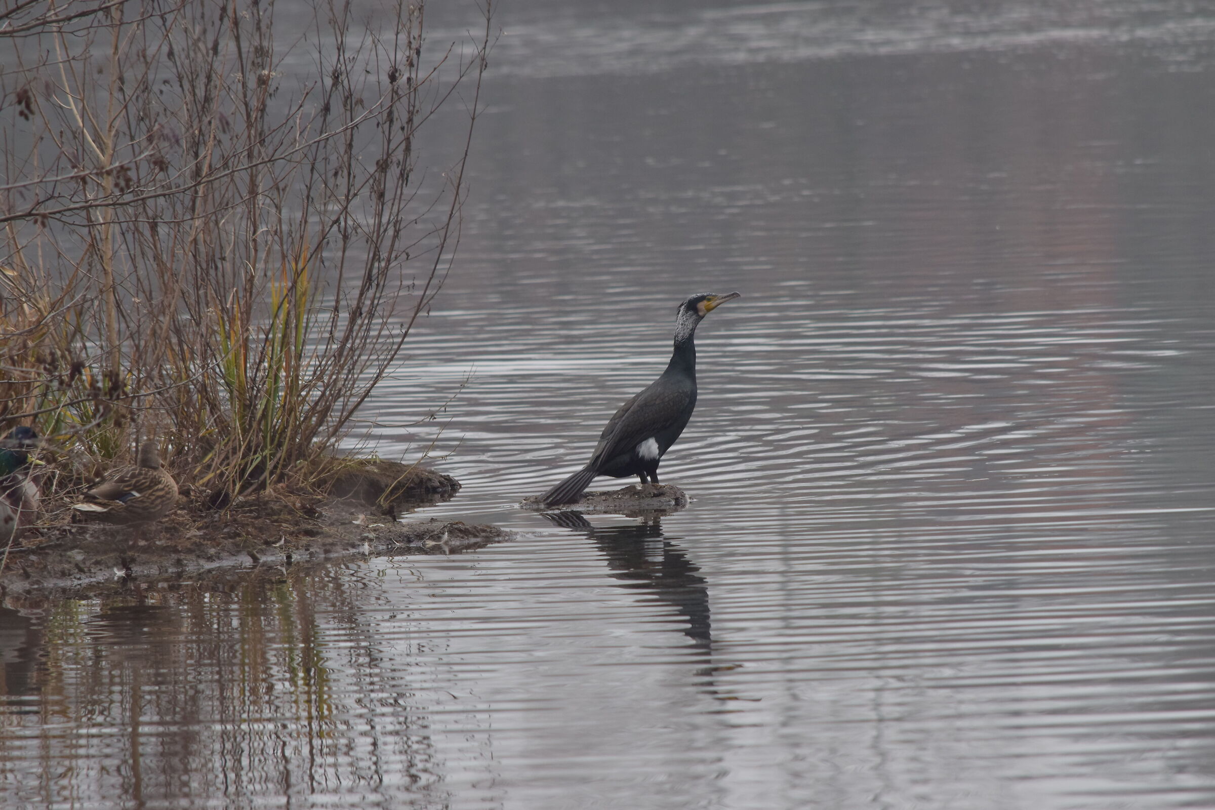 Cormorano