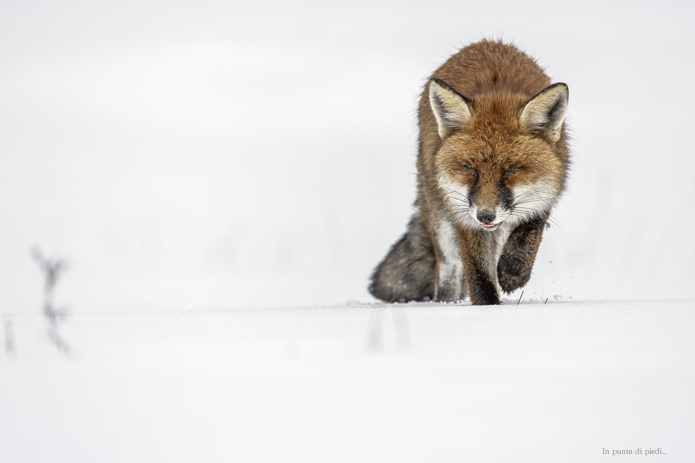 a completely blind fox...