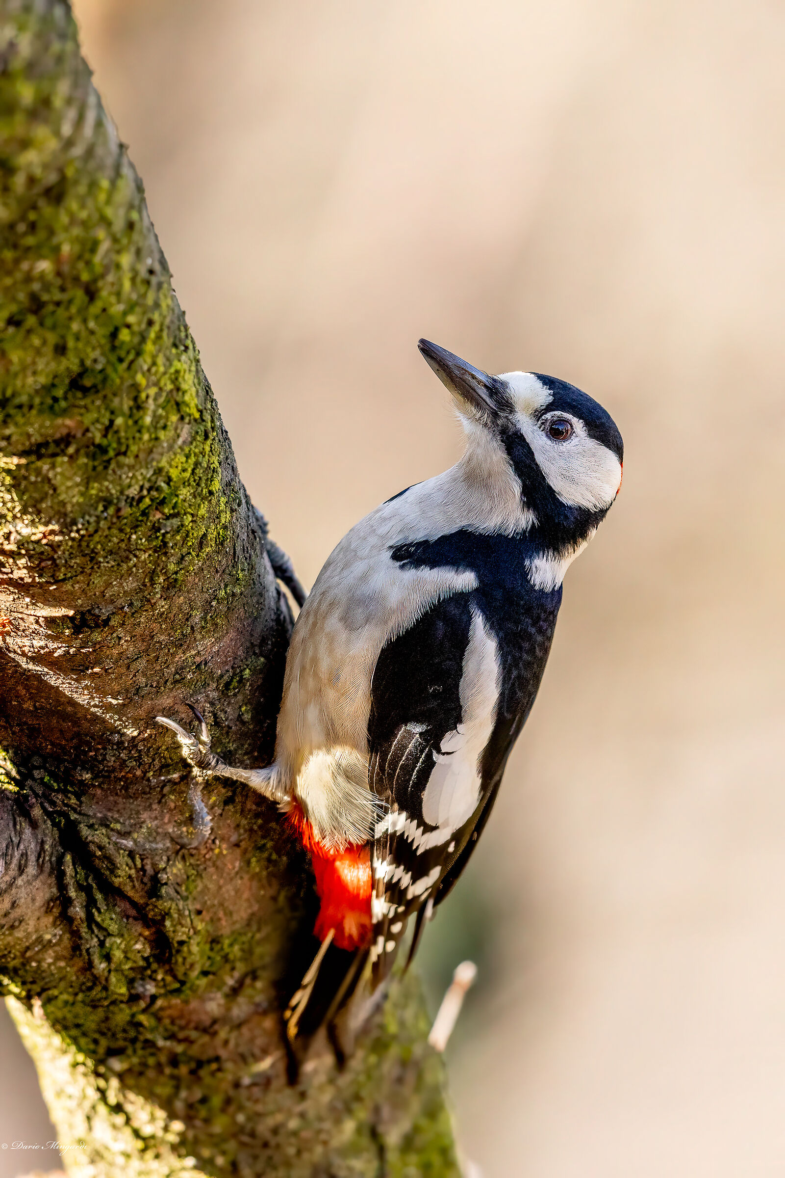 Picchio rosso maggiore - Dendrocopos major