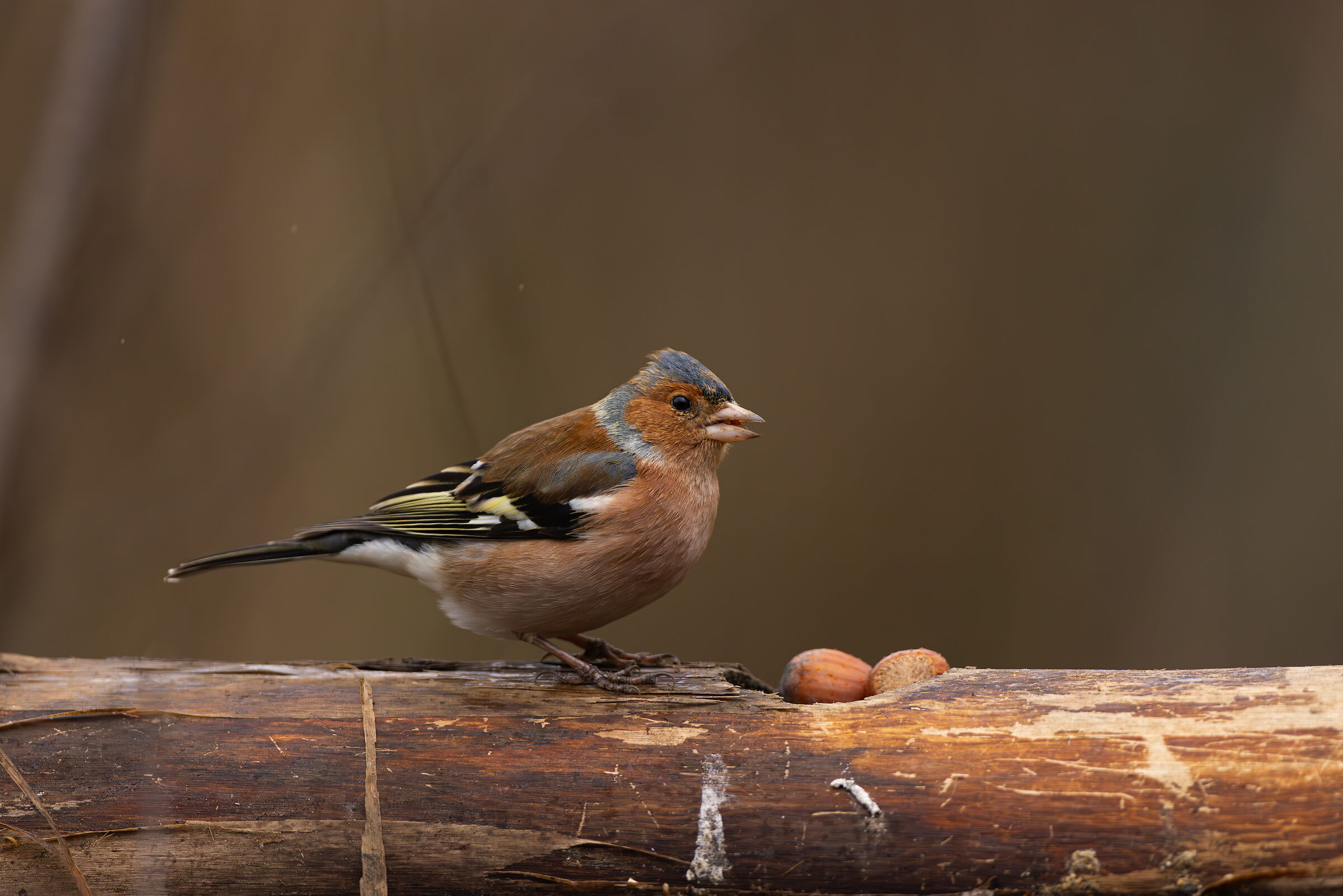 Chaffinch