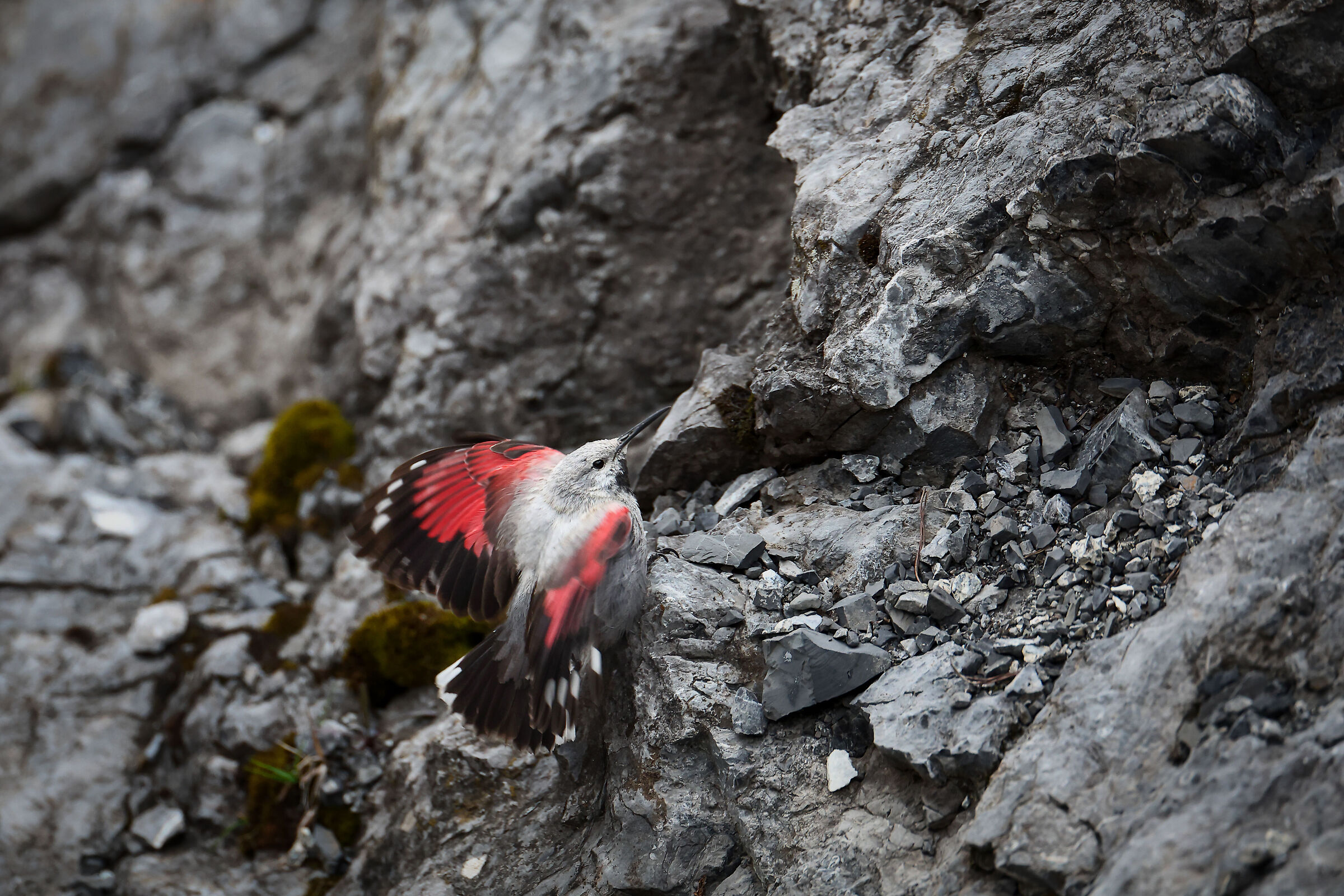 Wallcreeper