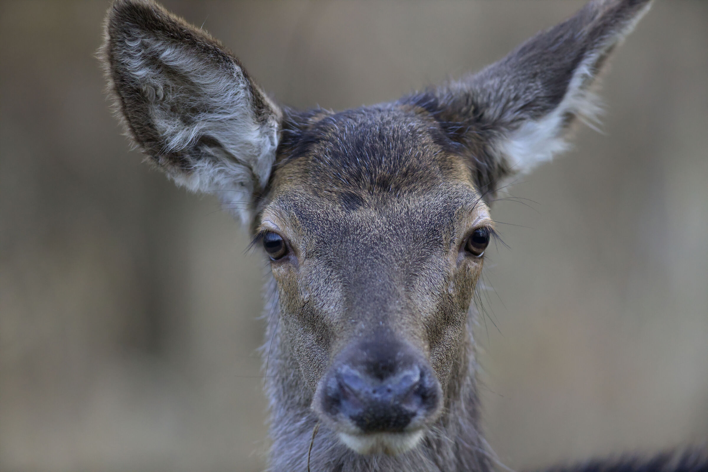 incontro inaspettato