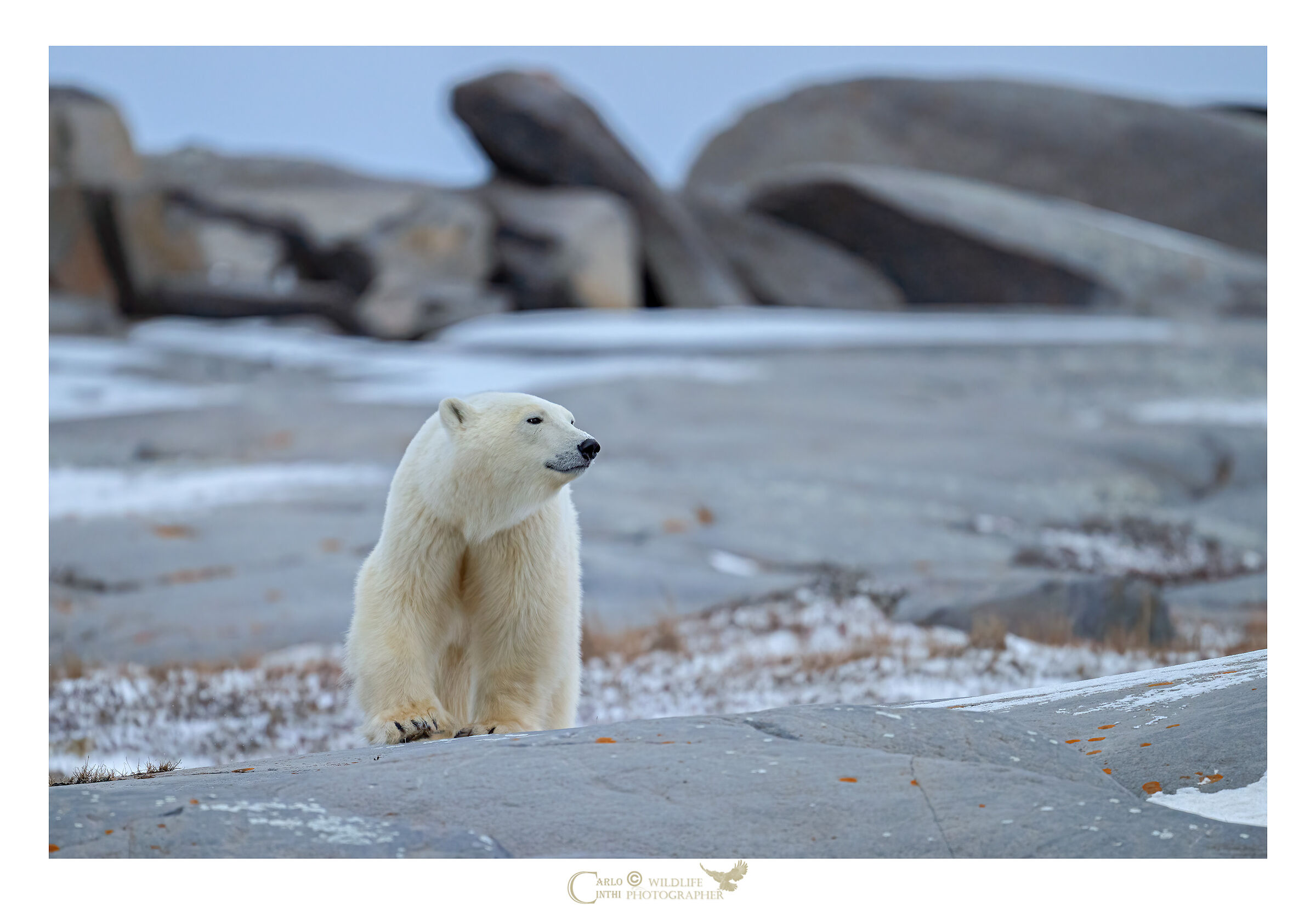 orso polare
