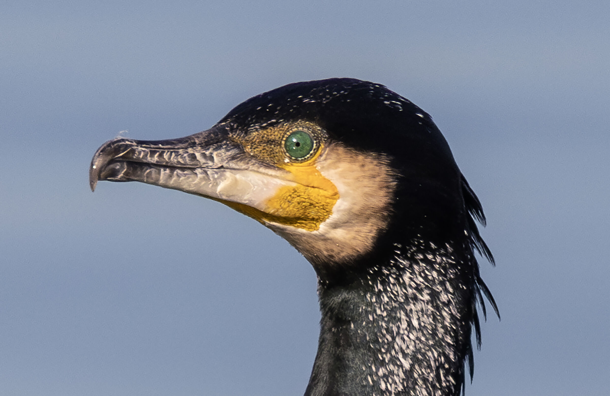 cormorant portrait