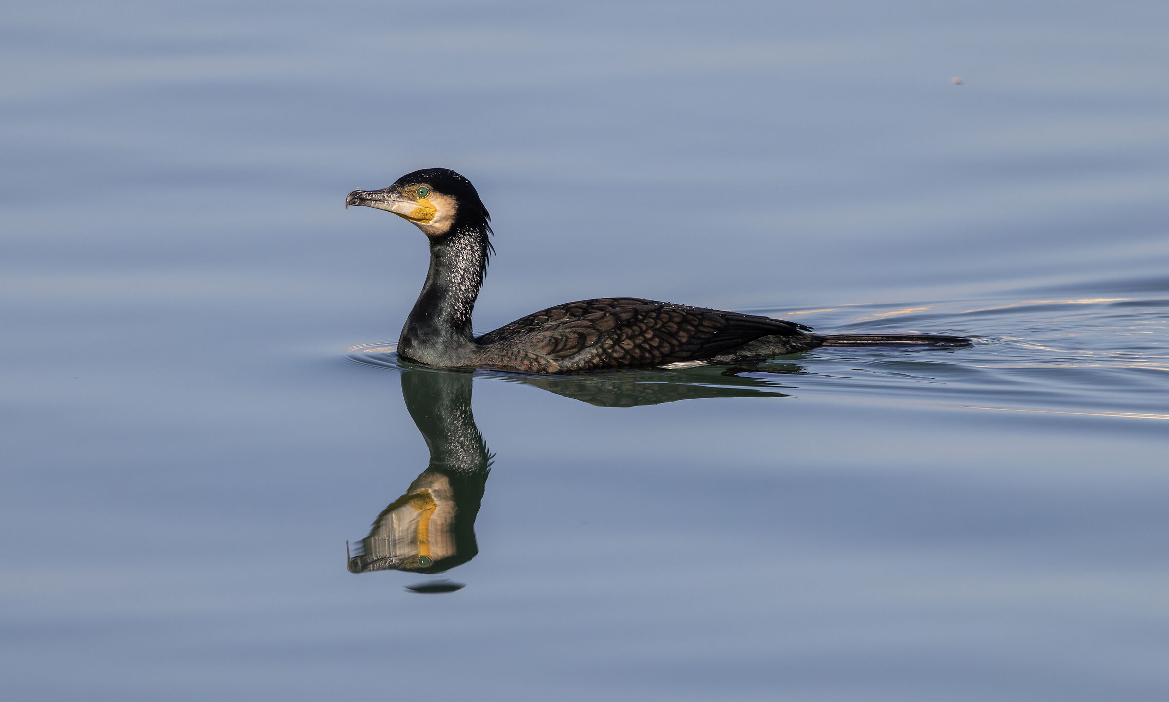 cormorant swimming