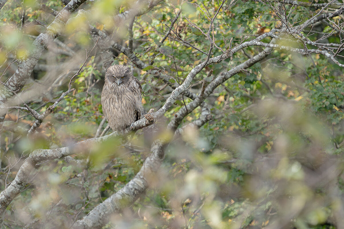 Blakiston's Owl