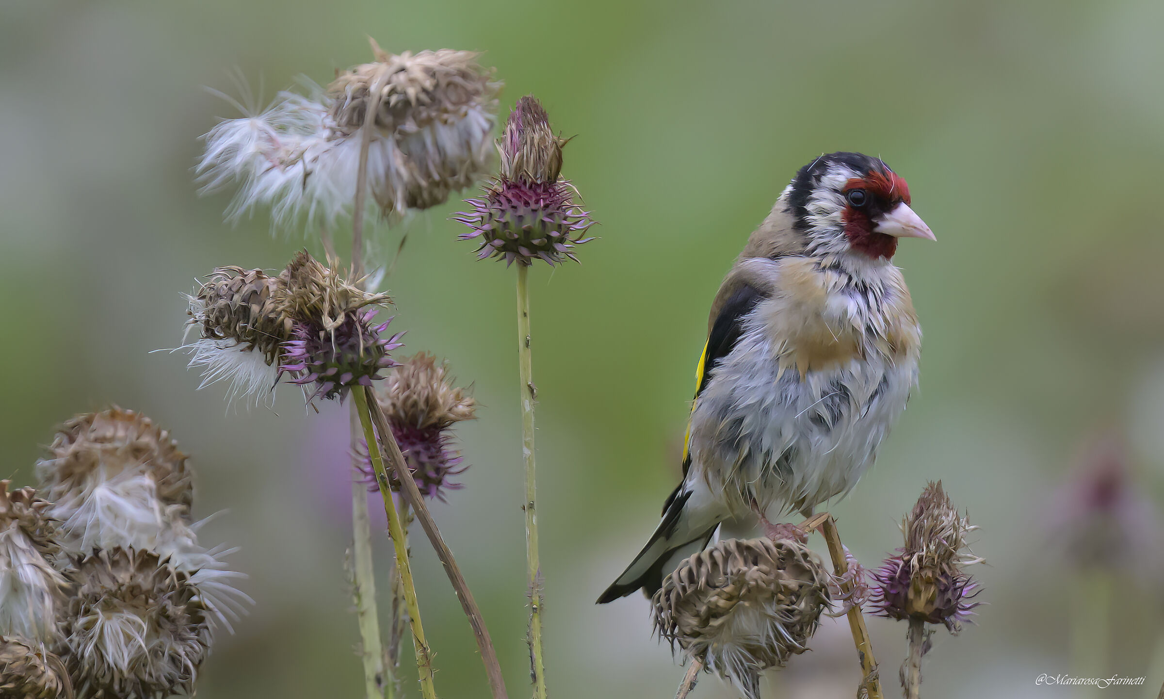 Cardellino sotto la pioggia