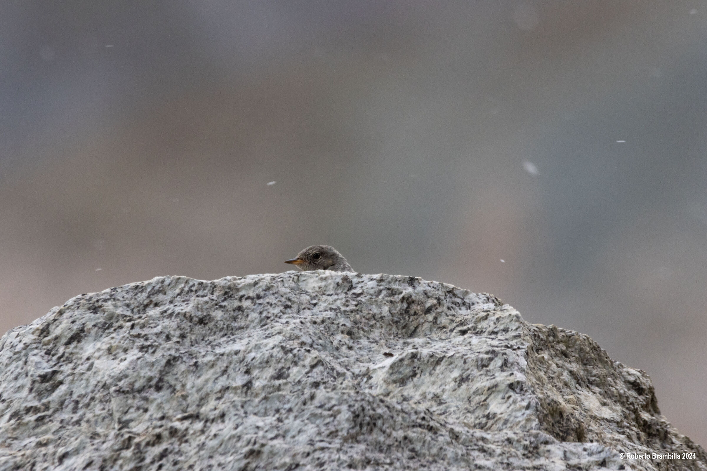 Scrutare sotto la neve