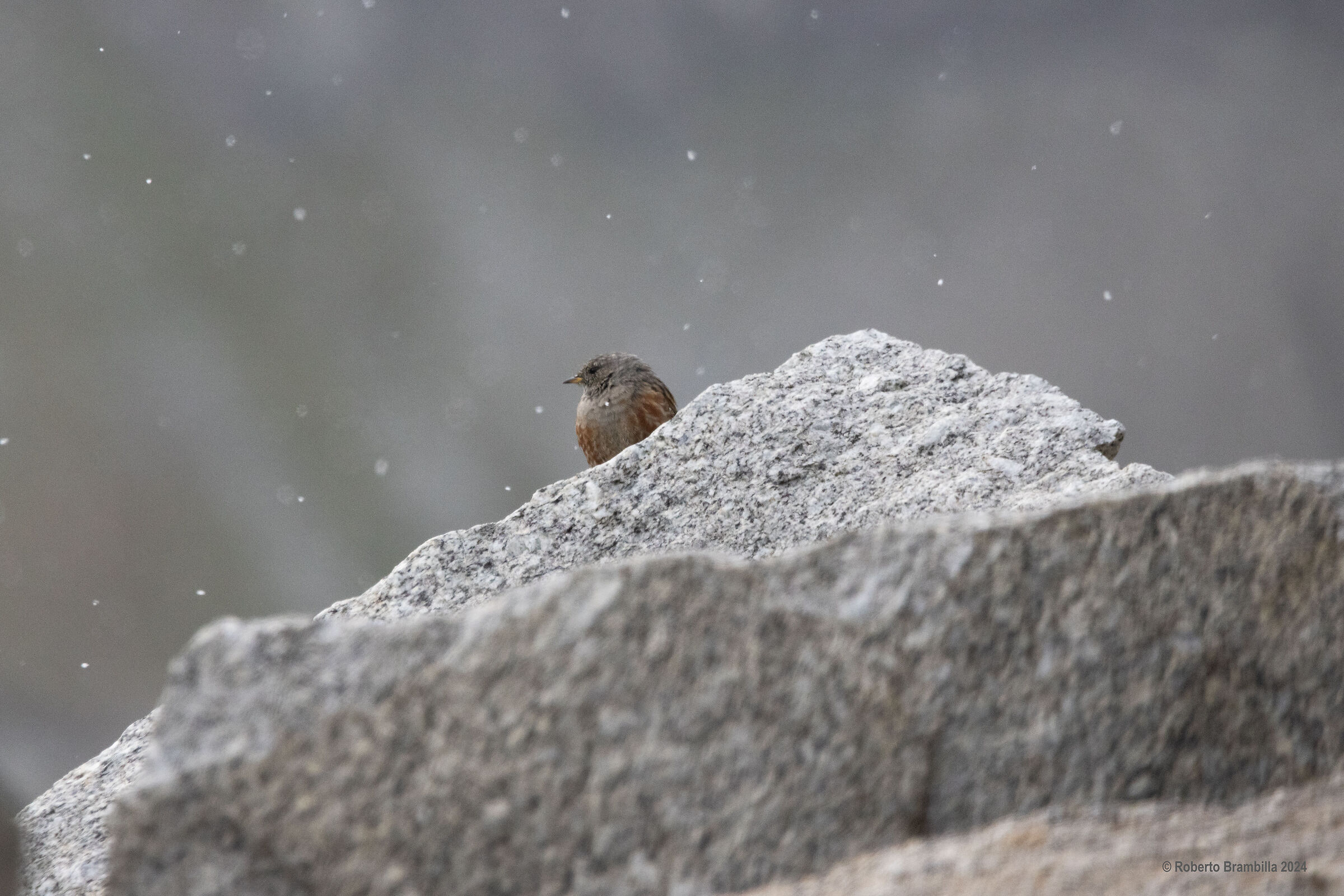 Scrutare sotto la neve