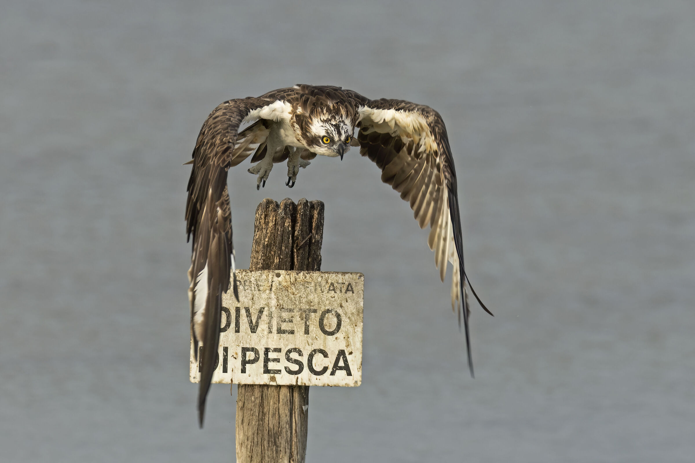 falco pescatore
