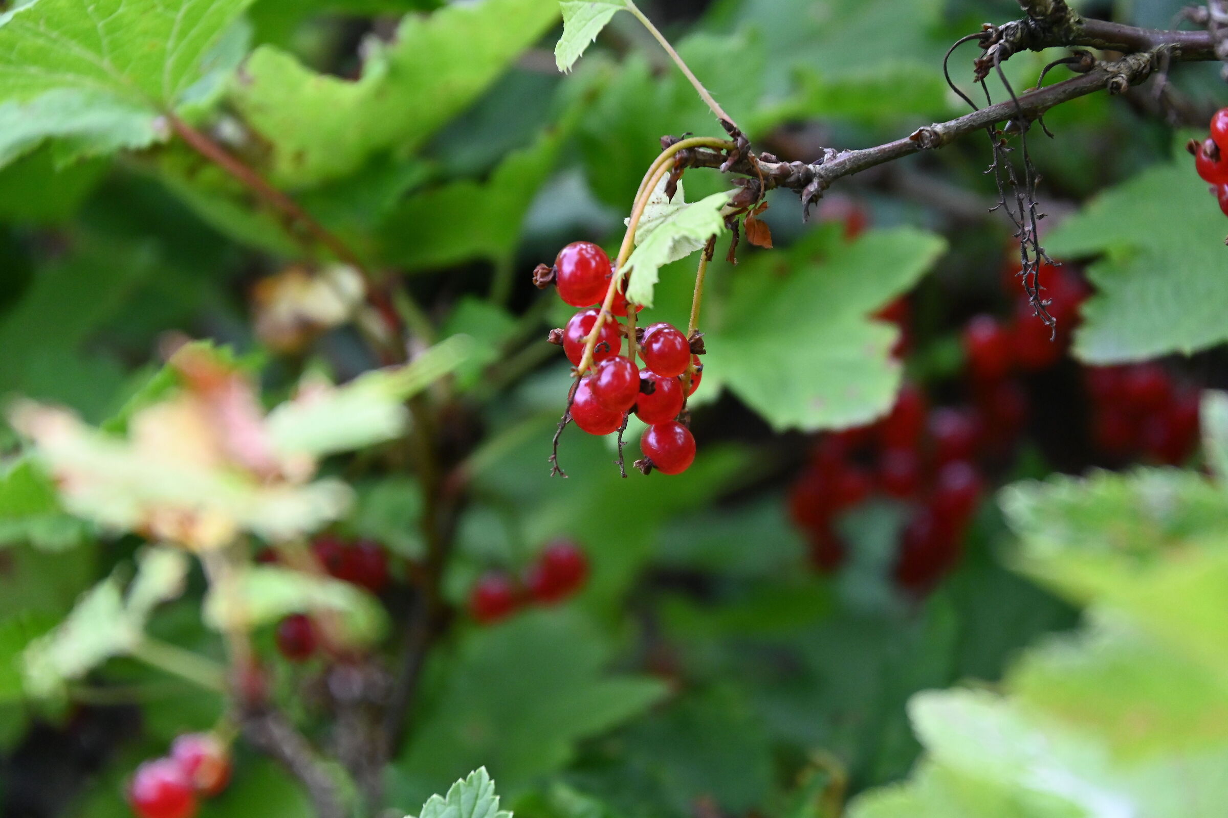 Cranberry