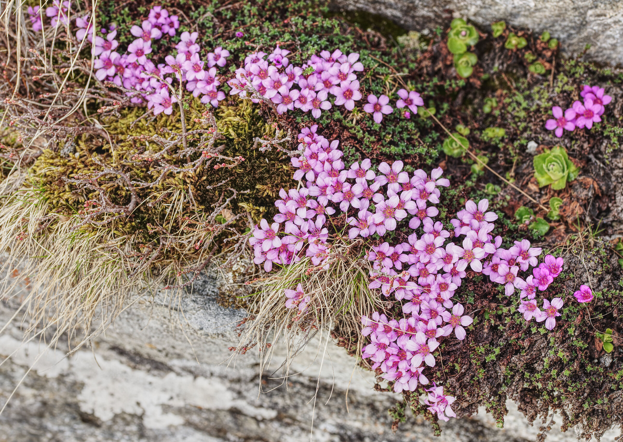 Saxifrage