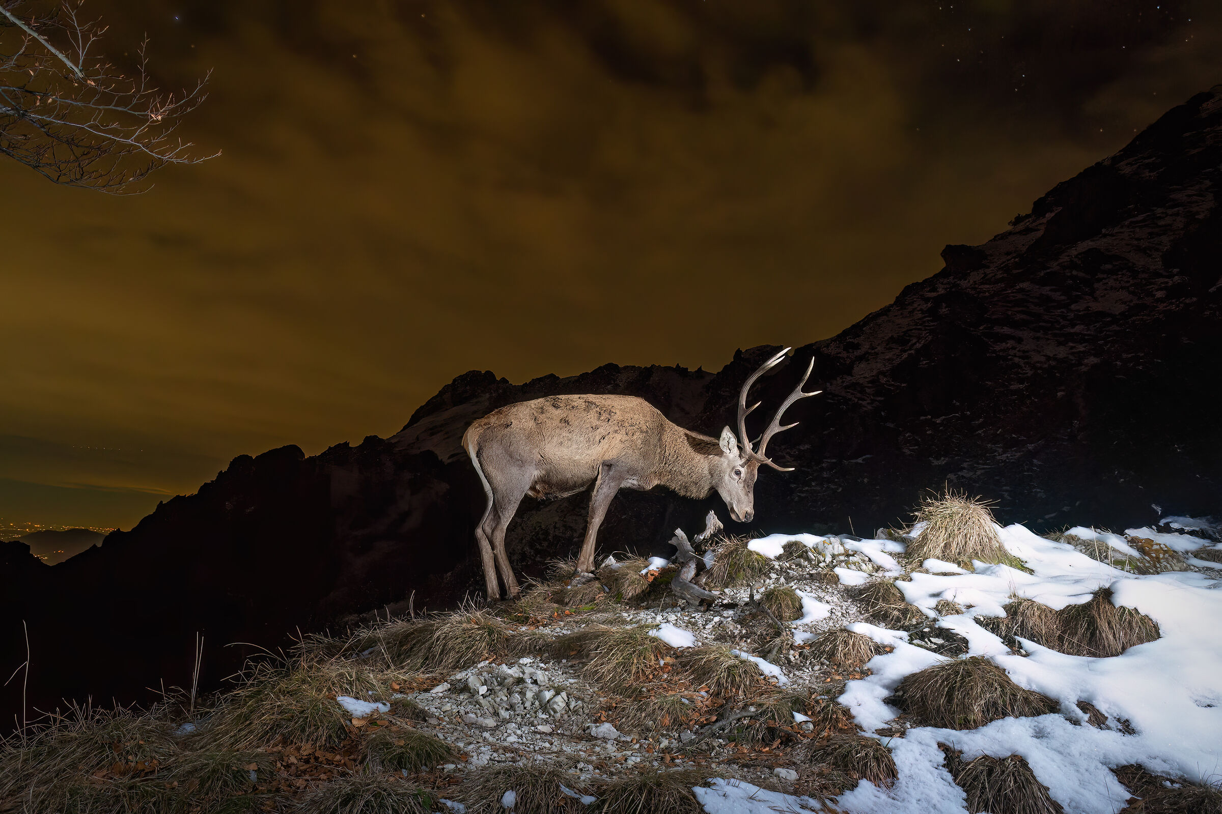 Deer