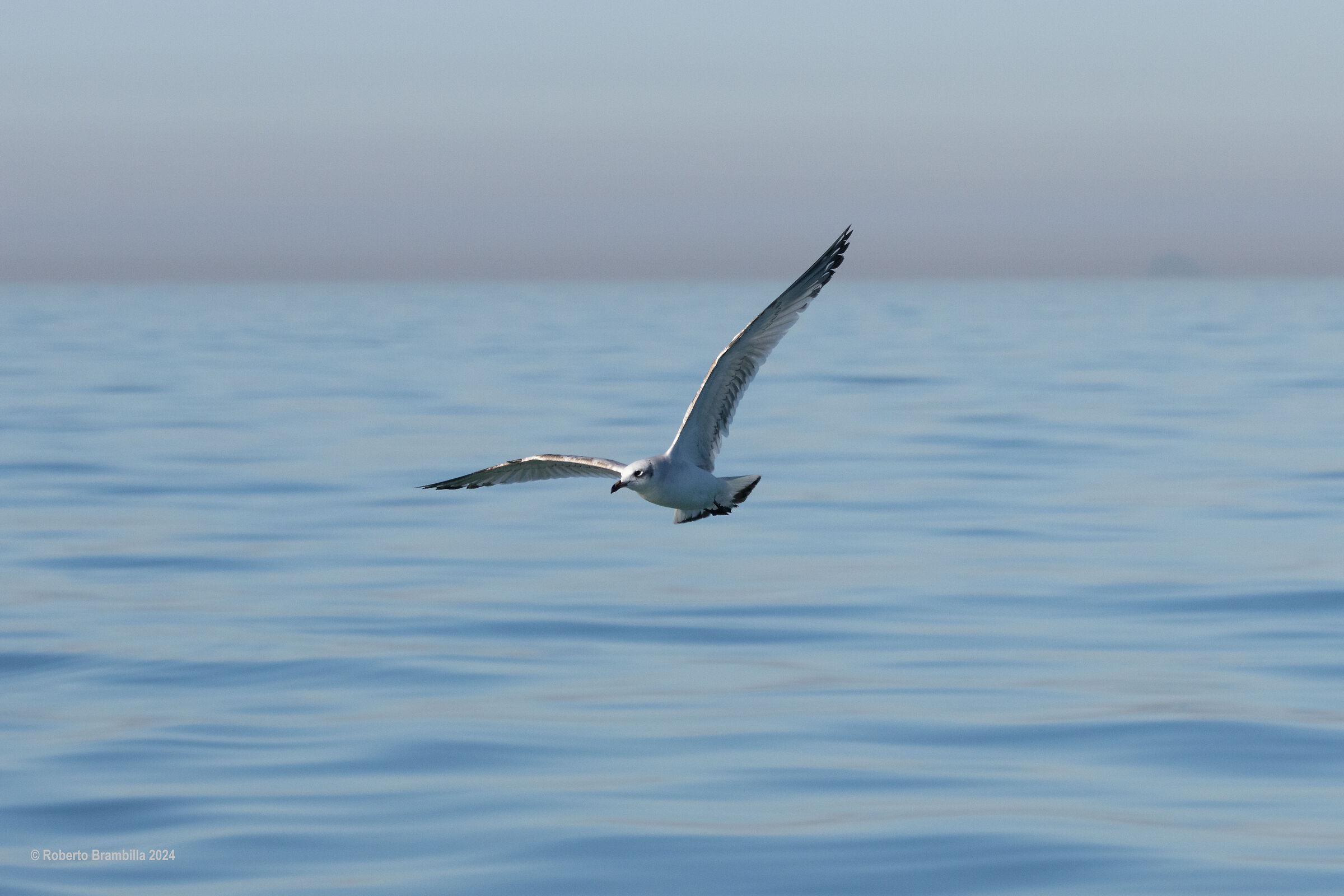 Juvenile Black-headed Gull