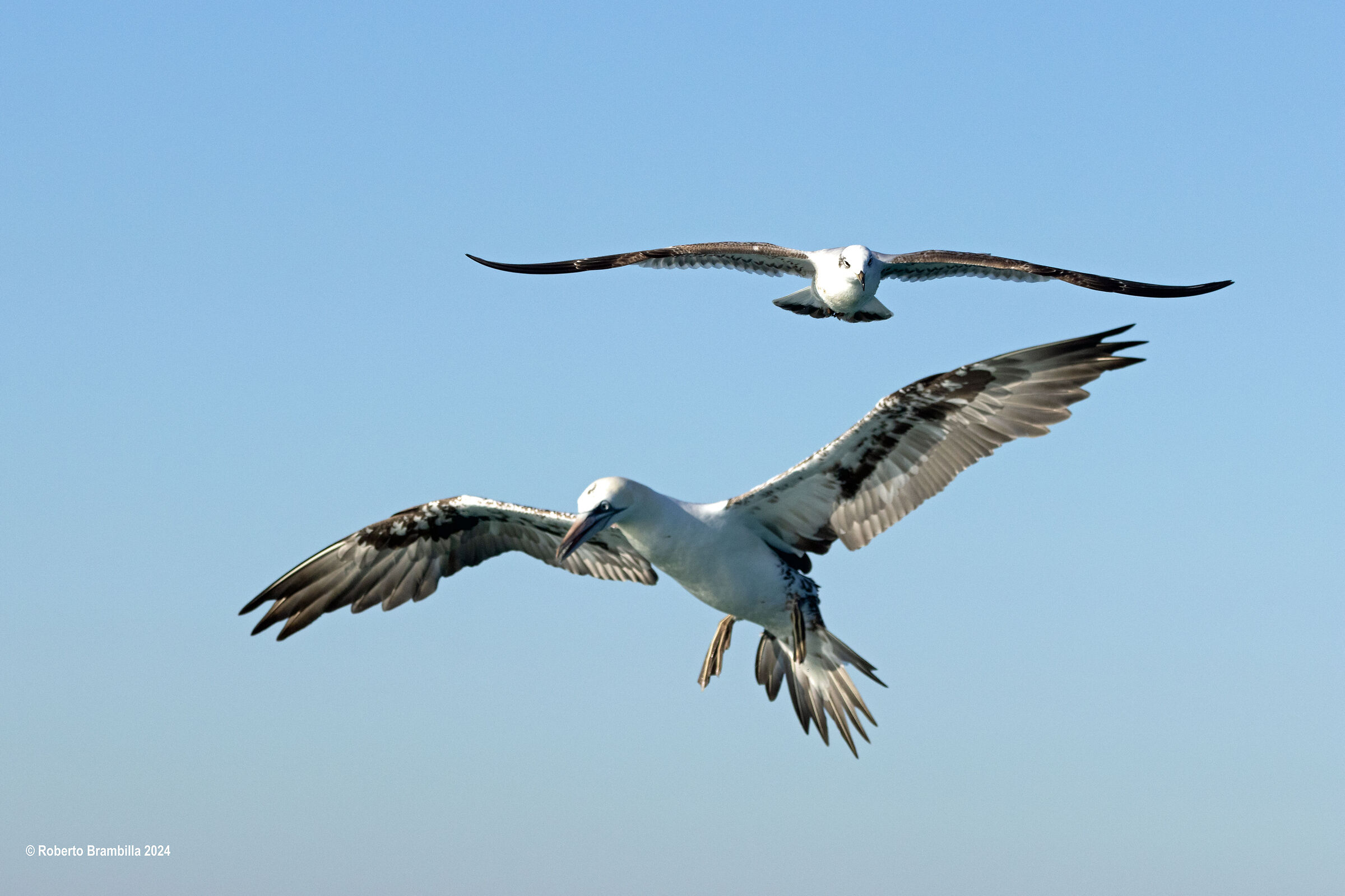 Young By Sula & Seagull